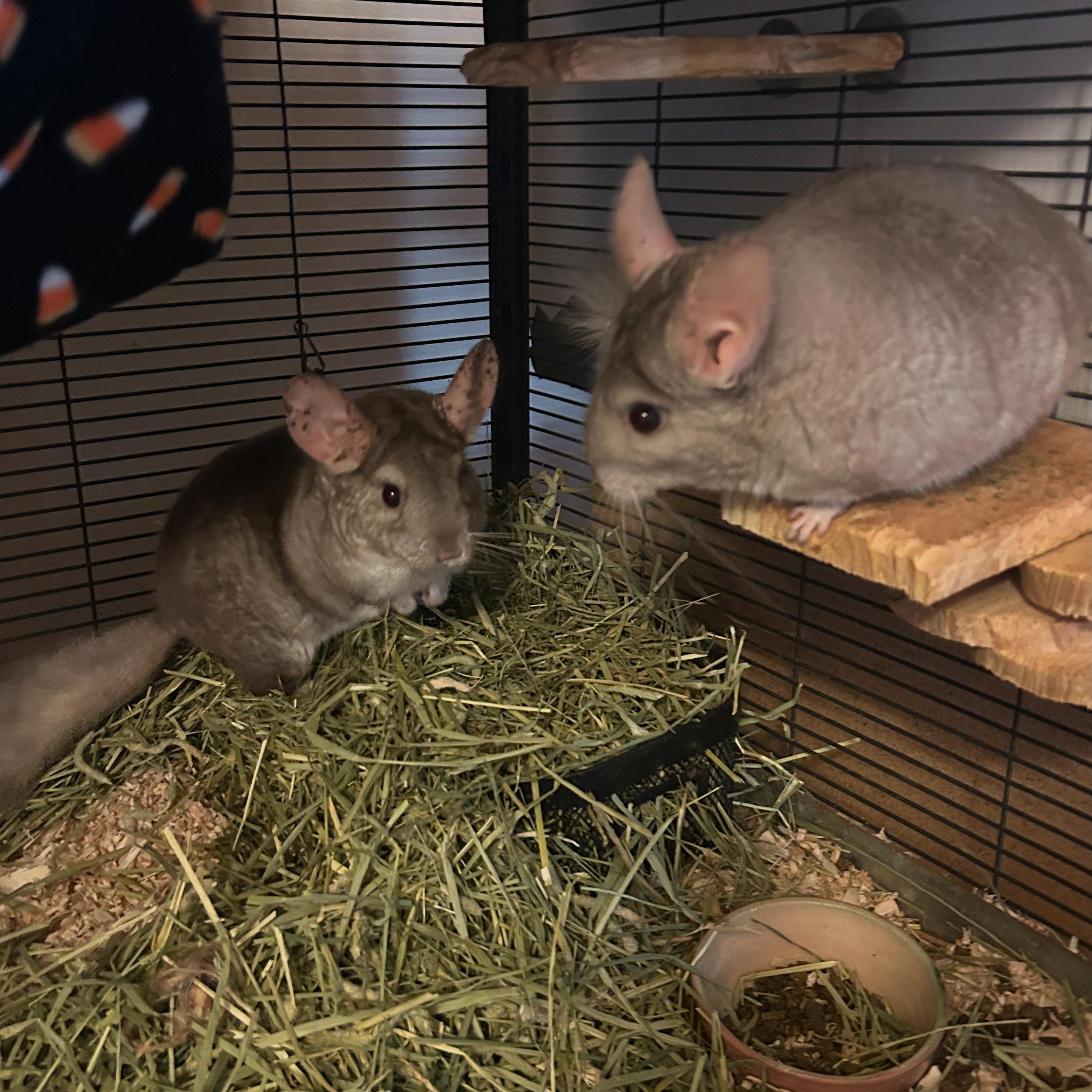 Eve & Cookie BONDED, a Adoptable Chinchilla in Minneapolis, MN image 1/5