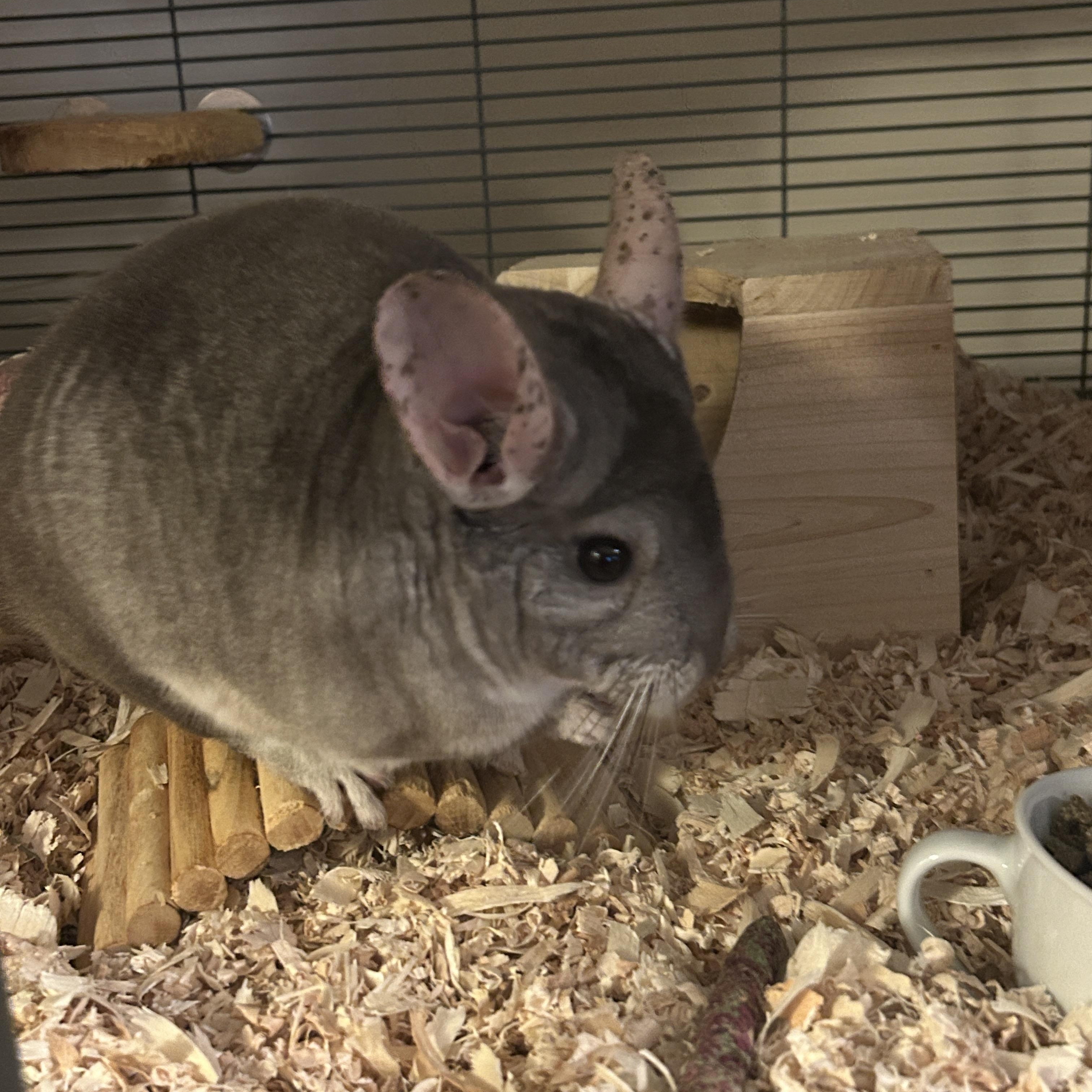 Eve & Cookie BONDED, Adoptable, Adult Female Chinchilla.