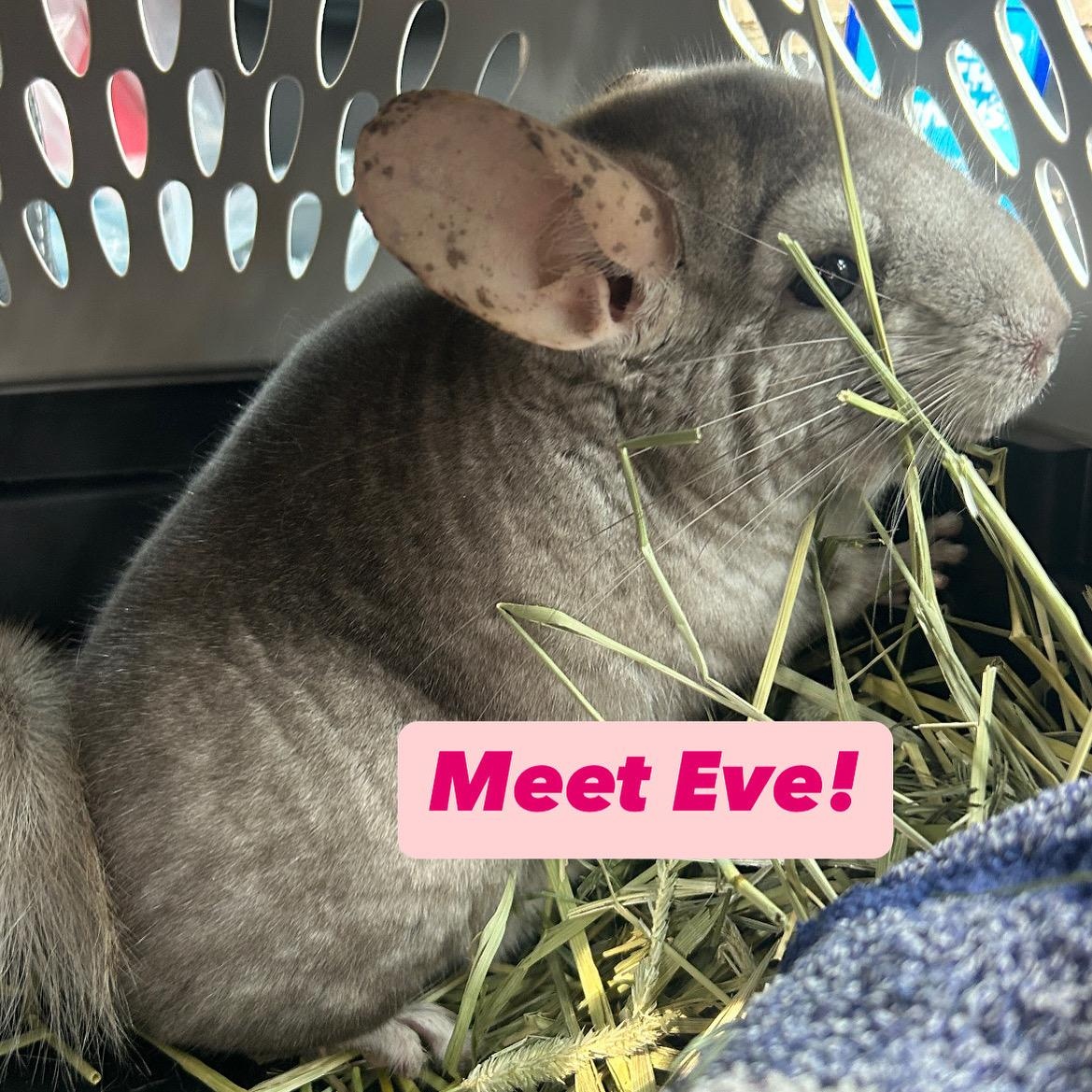 Eve & Cookie BONDED, a Adoptable Chinchilla in Minneapolis, MN image 3/5