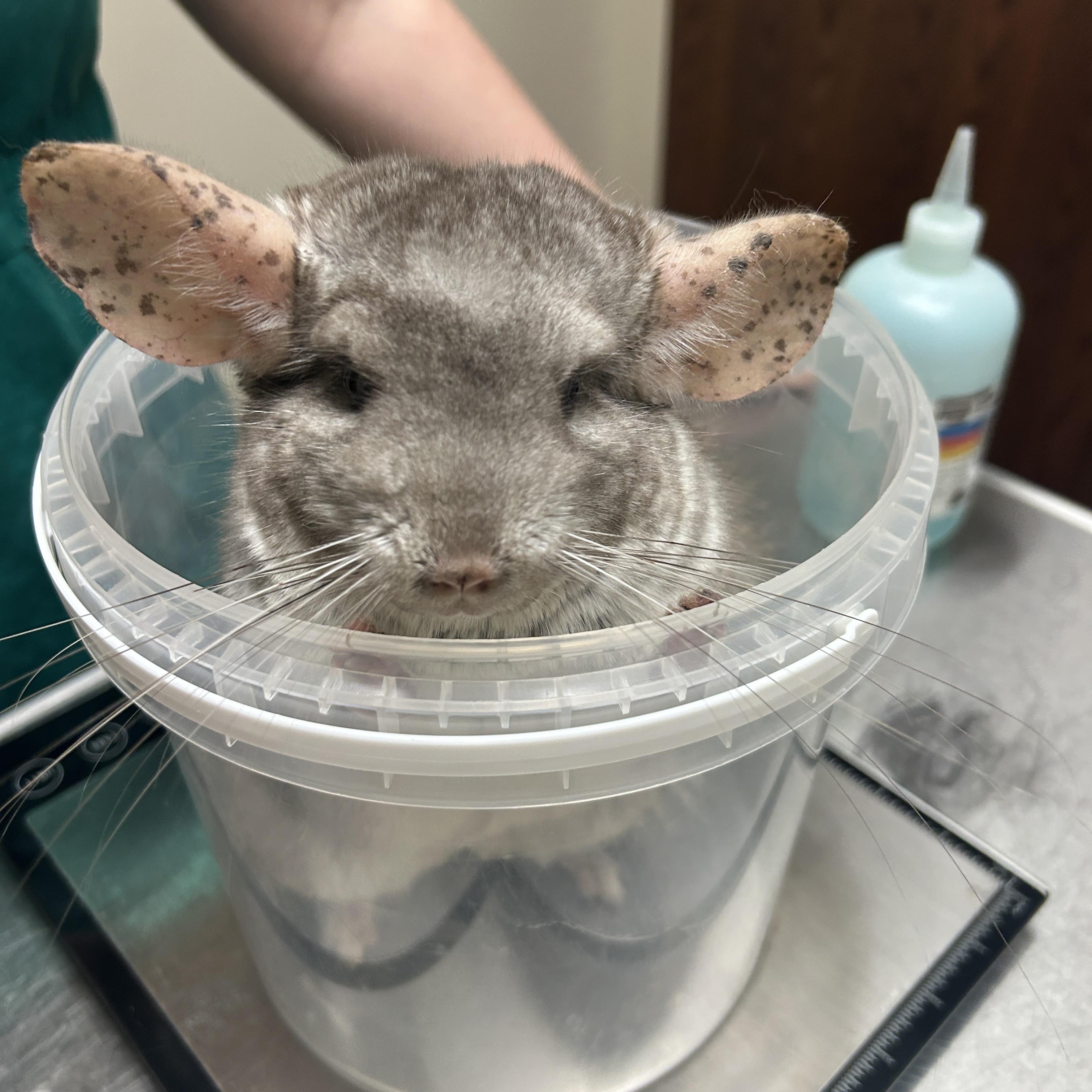 Eve & Cookie BONDED, a Adoptable Chinchilla in Minneapolis, MN image 4/5