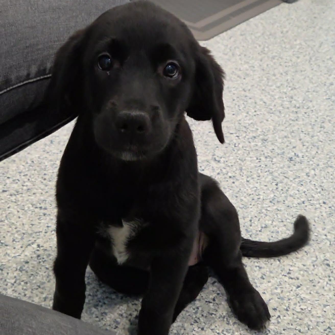 Enlarge Pickle Pie, a Adopted mixed breed in Hutchinson, MN image 2/3