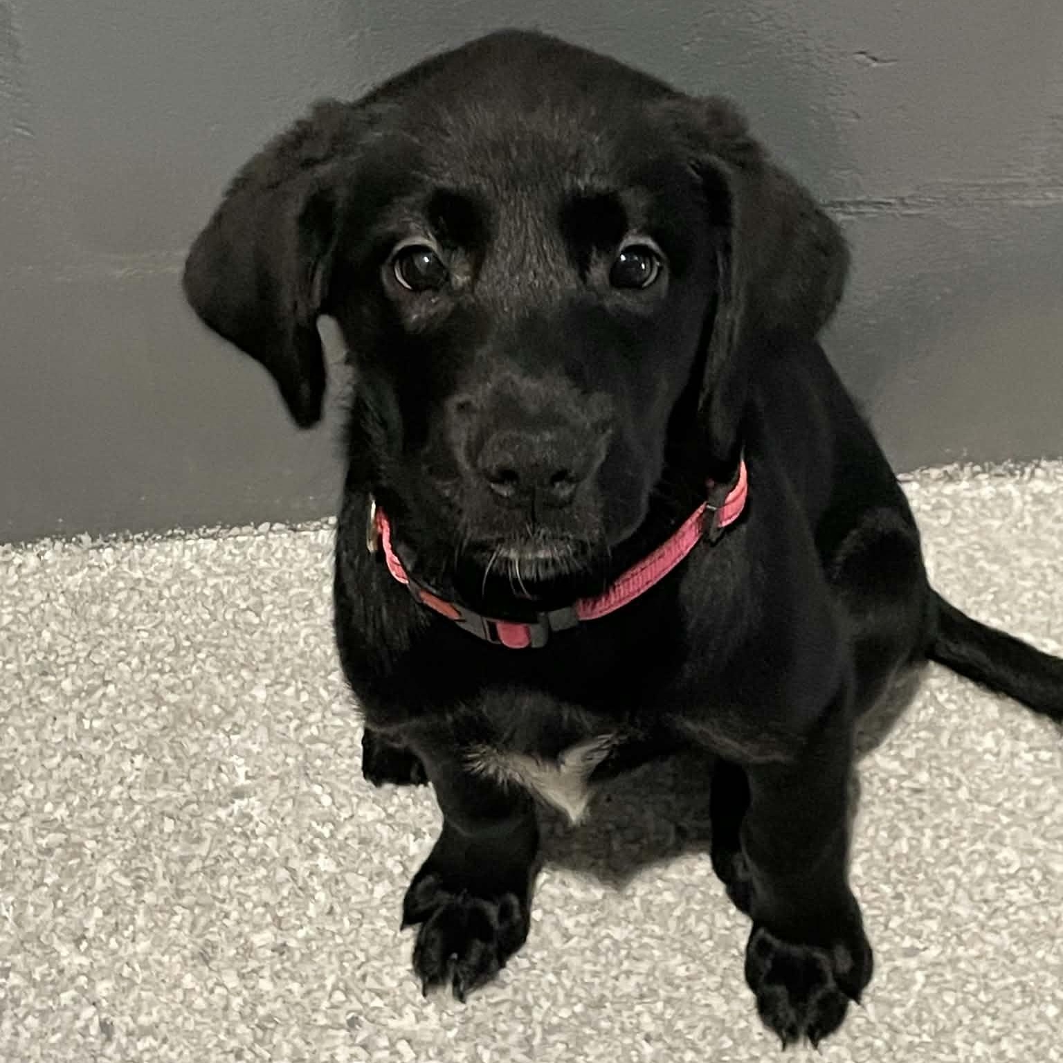 Pickle Pie, Adopted, Puppy Female Golden Retriever & Great Pyrenees.