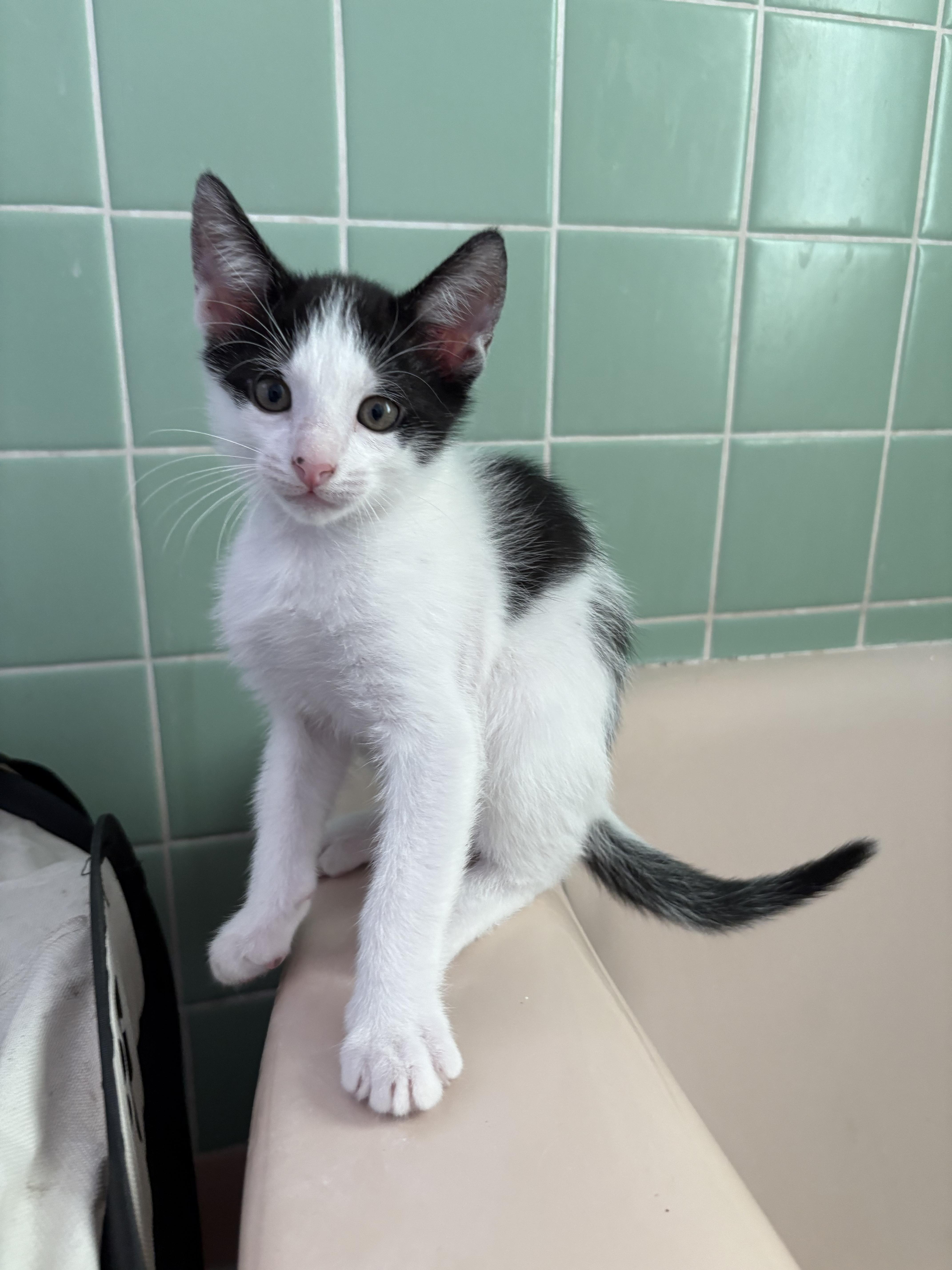 Skipper, Baby Male Domestic Short Hair