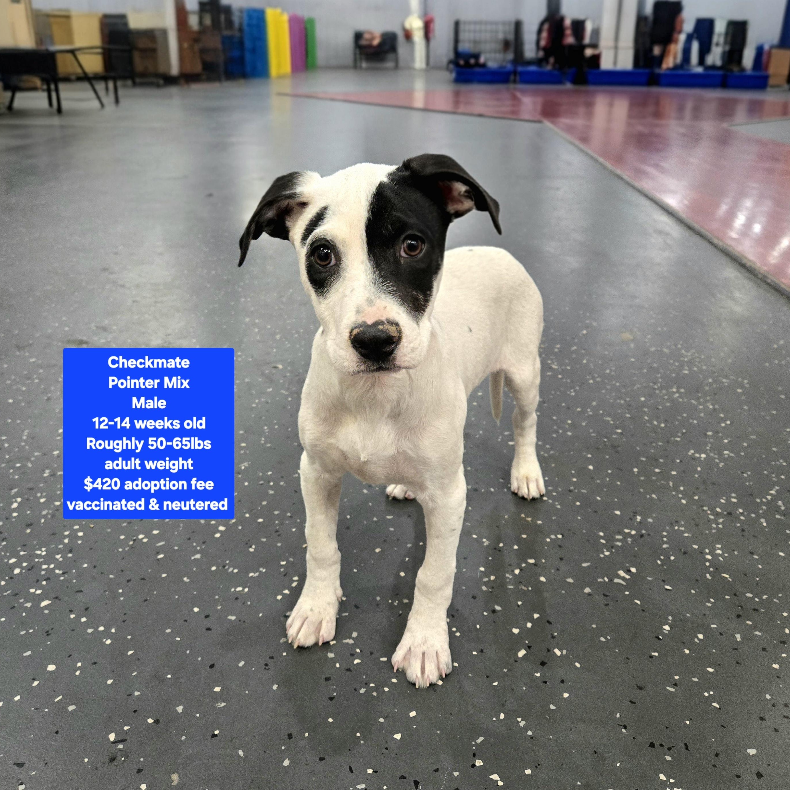 Enlarge Checkmate, an adopted mixed breed in Oviedo, FL image 1/1