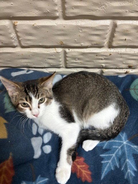 Dewey, Adoptable, Kitten Male Tabby & Domestic Short Hair.
