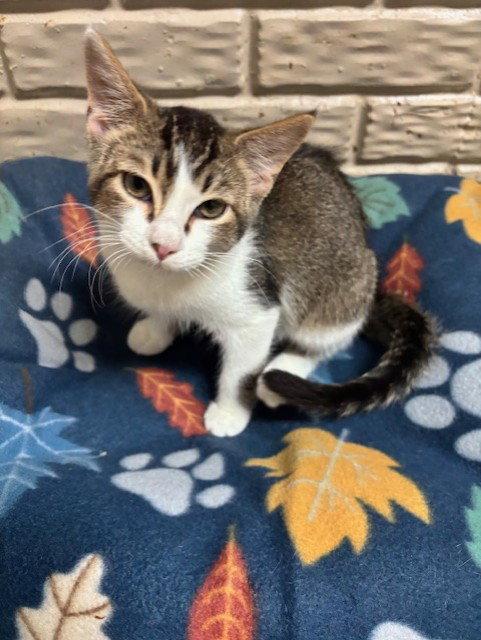Dewey, a Adoptable mixed breed in Fayetteville, GA image 2/3