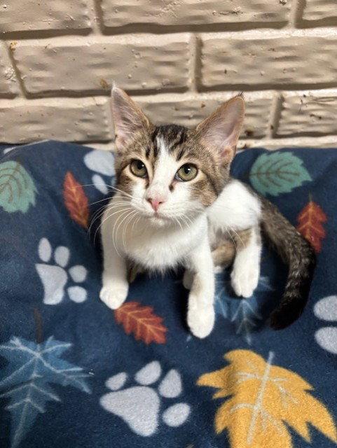 Dewey, a Adoptable mixed breed in Fayetteville, GA image 3/3