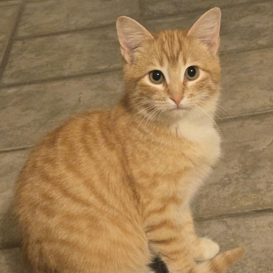 London, ADOPTABLE, Young Male Domestic Short Hair.