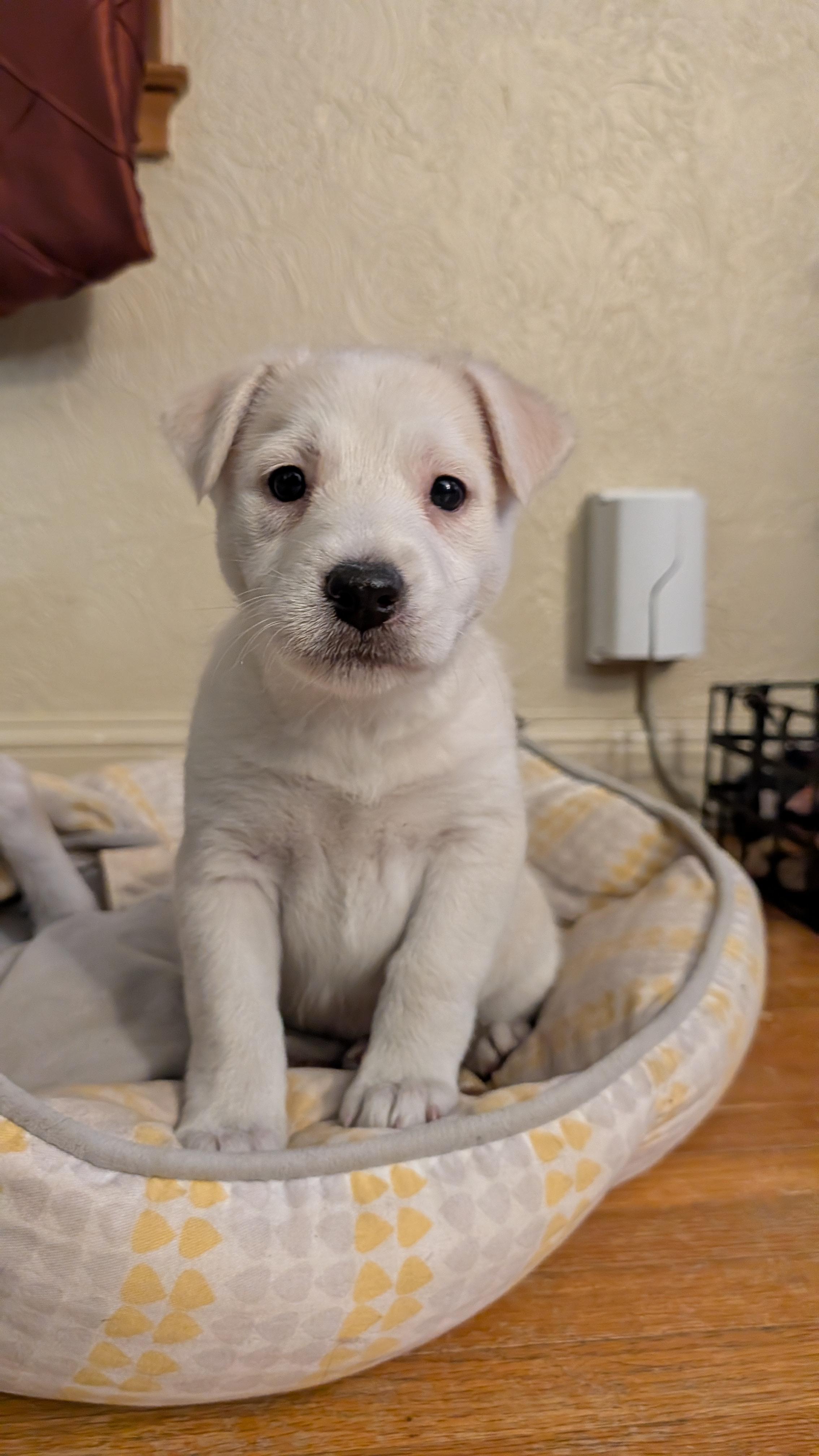 Snowy, adoptable, Puppy Female Terrier & Retriever.