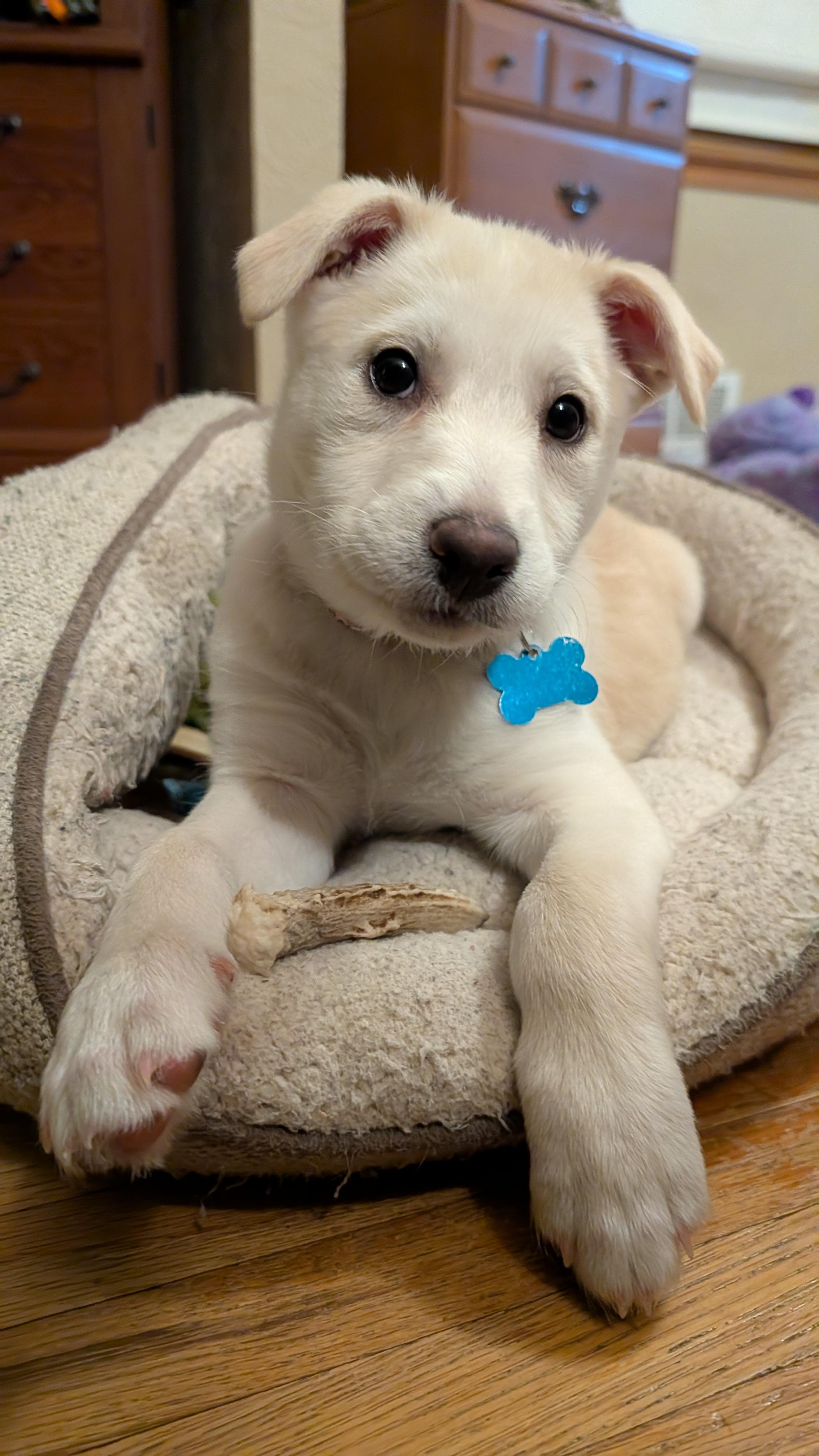 Snowy, an adoptable mixed breed in Minneapolis, MN image 1/5