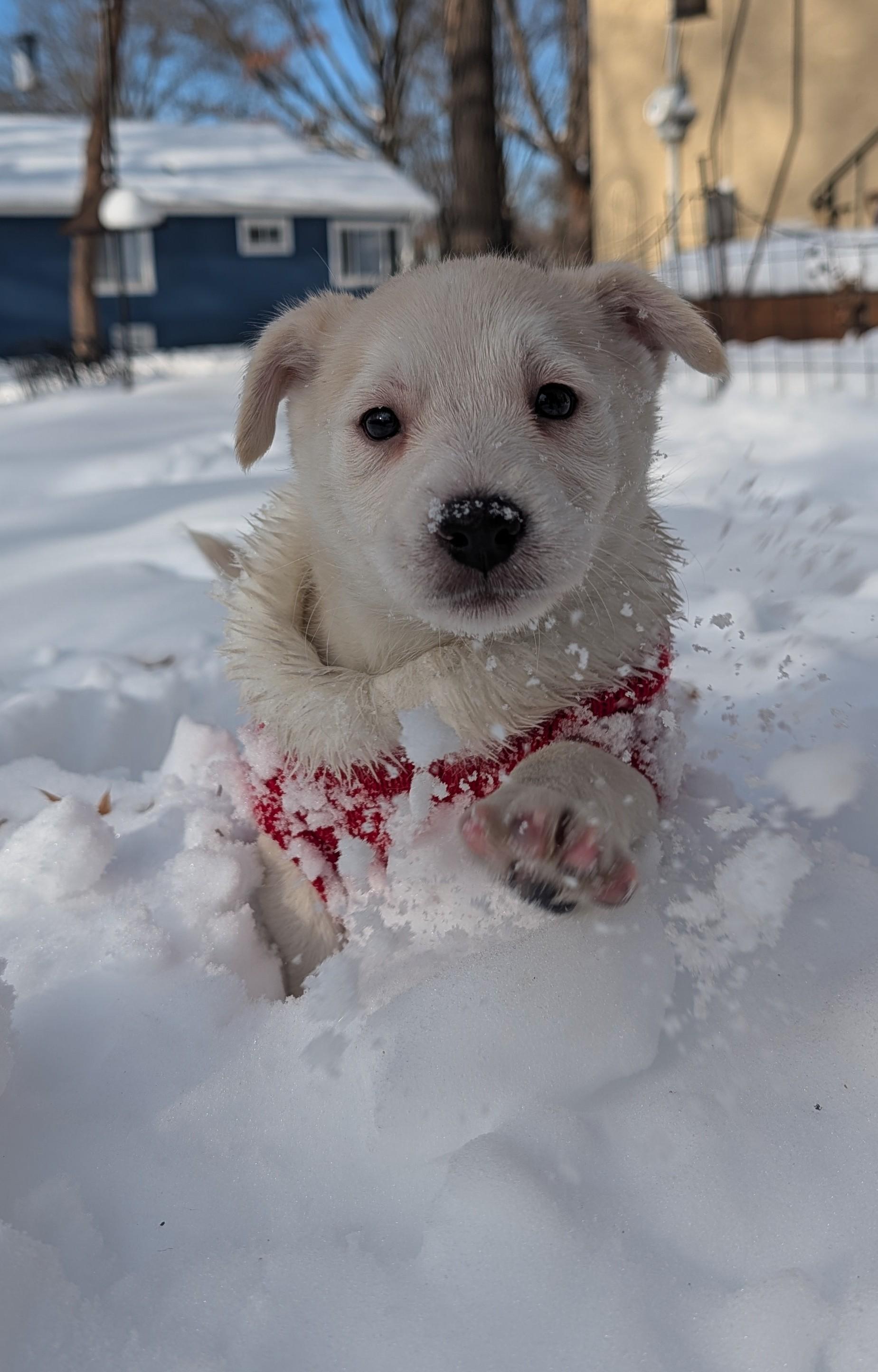 Enlarge Snowy, an adoptable mixed breed in Minneapolis, MN image 4/6