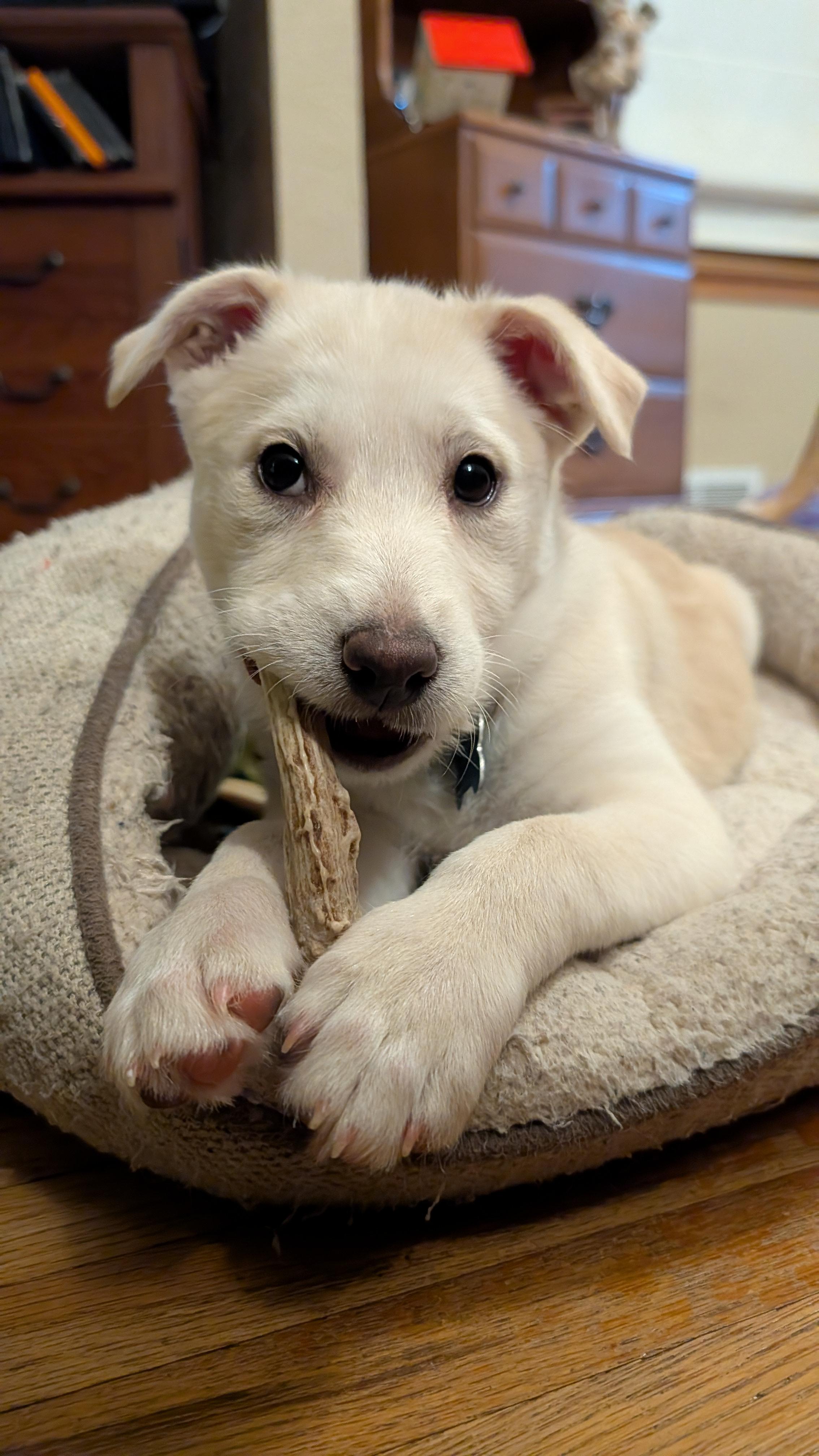 Snowy, an adoptable mixed breed in Minneapolis, MN image 5/5