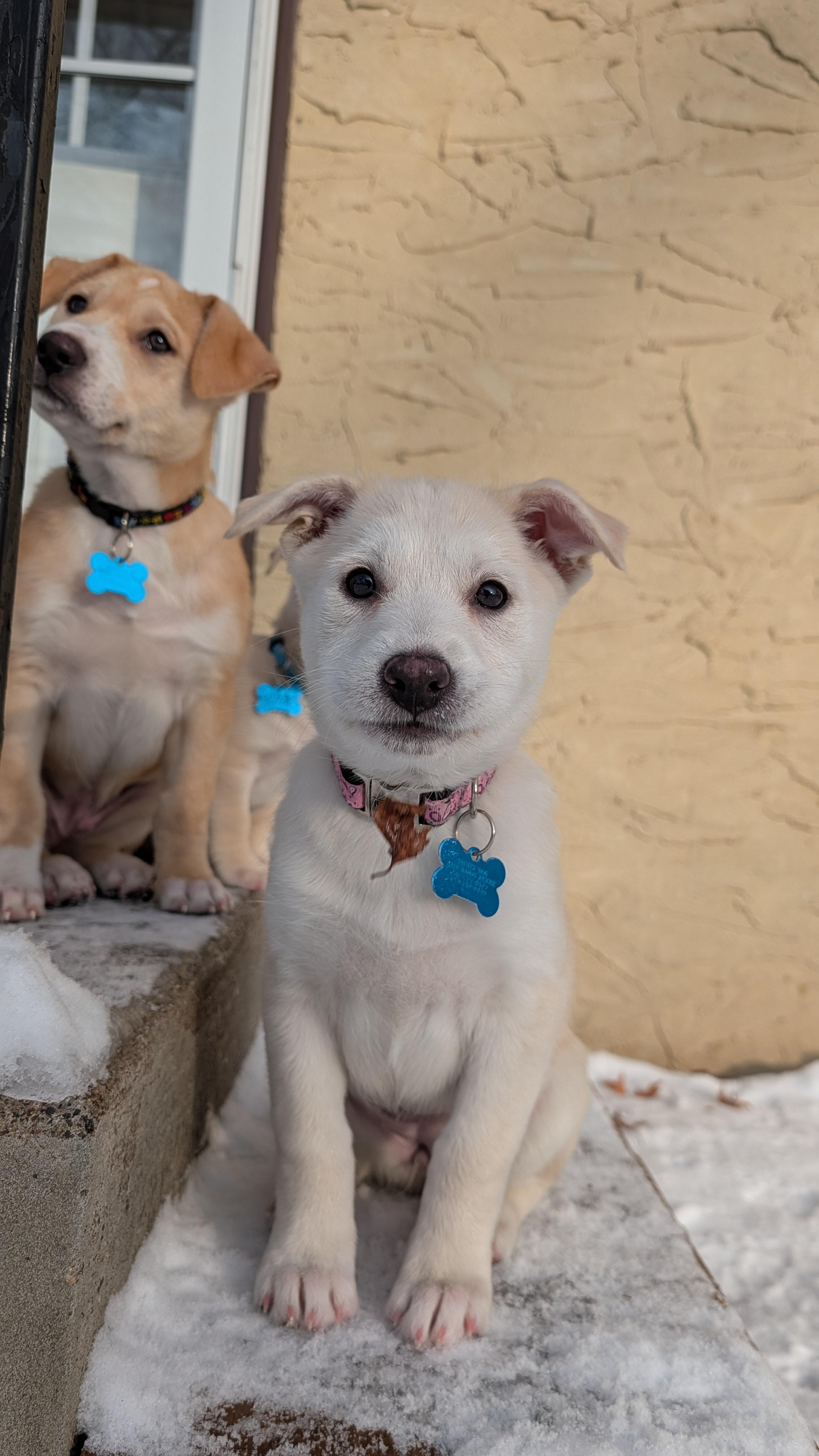 Snowy, an adoptable mixed breed in Minneapolis, MN image 2/5
