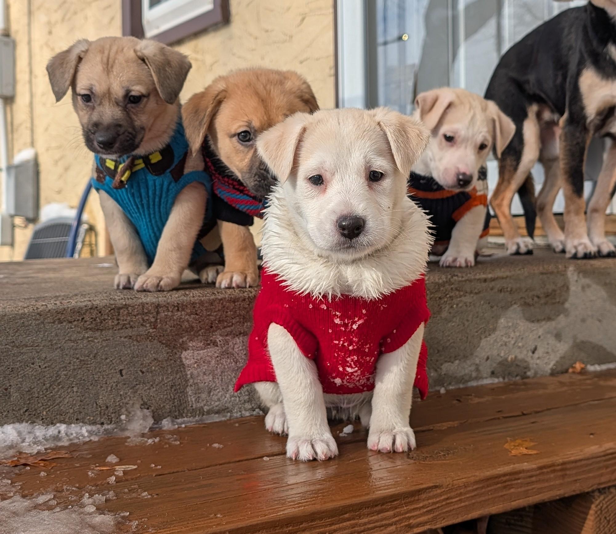 Enlarge Snowy, an adoptable mixed breed in Minneapolis, MN image 6/6