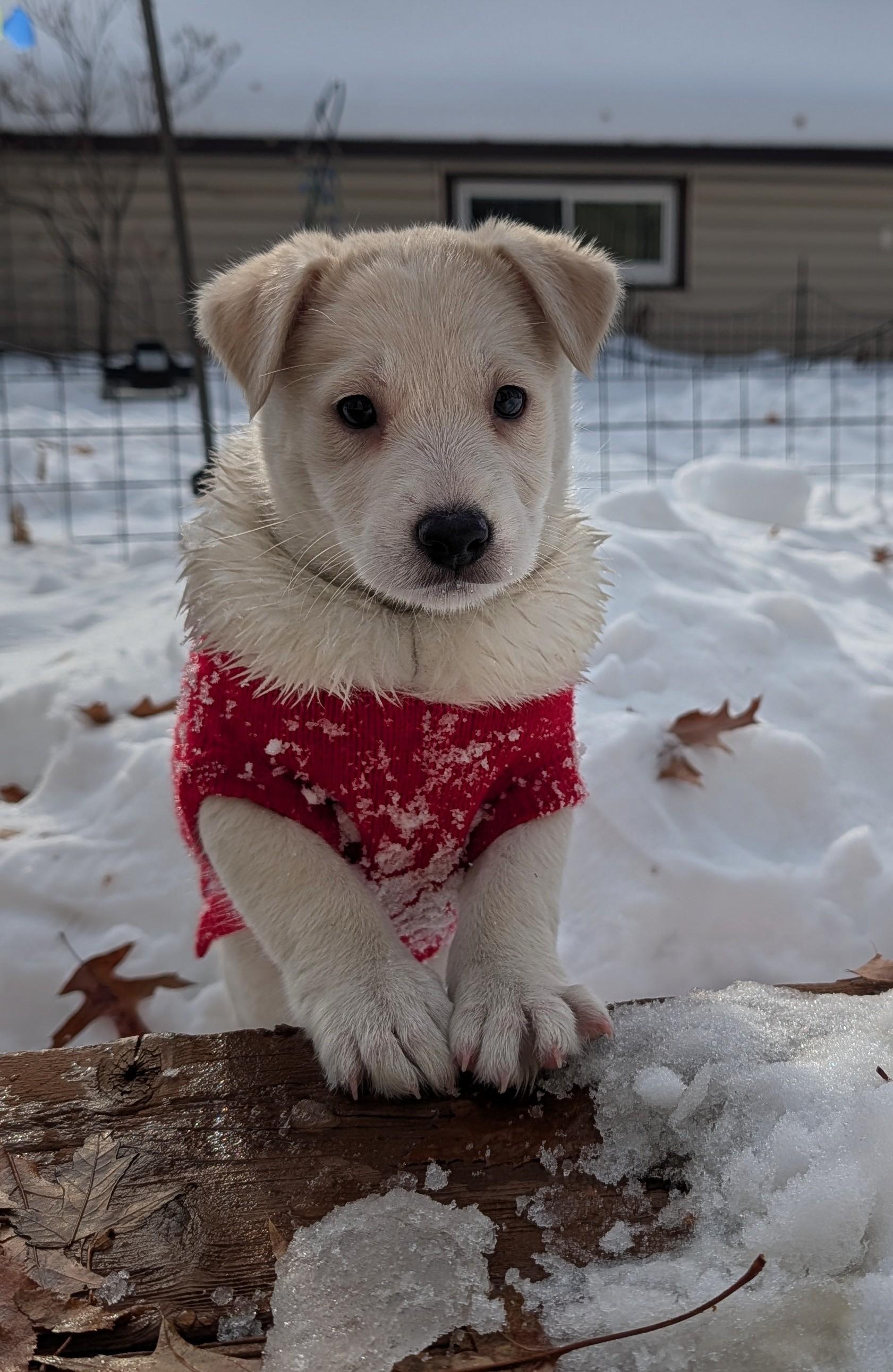 Enlarge Snowy, an adoptable mixed breed in Minneapolis, MN image 5/6