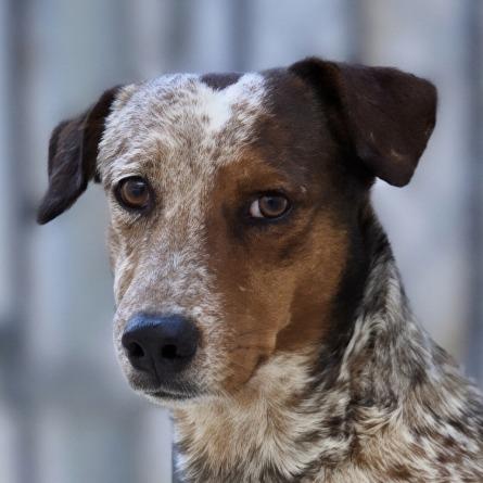 Polyester, Adoptable, Adult Male Dachshund & Mixed Breed.