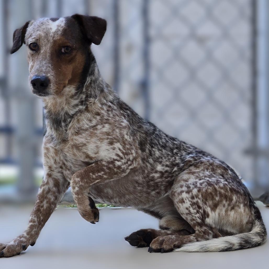 Polyester, a Adoptable mixed breed in Wickenburg, AZ image 2/2