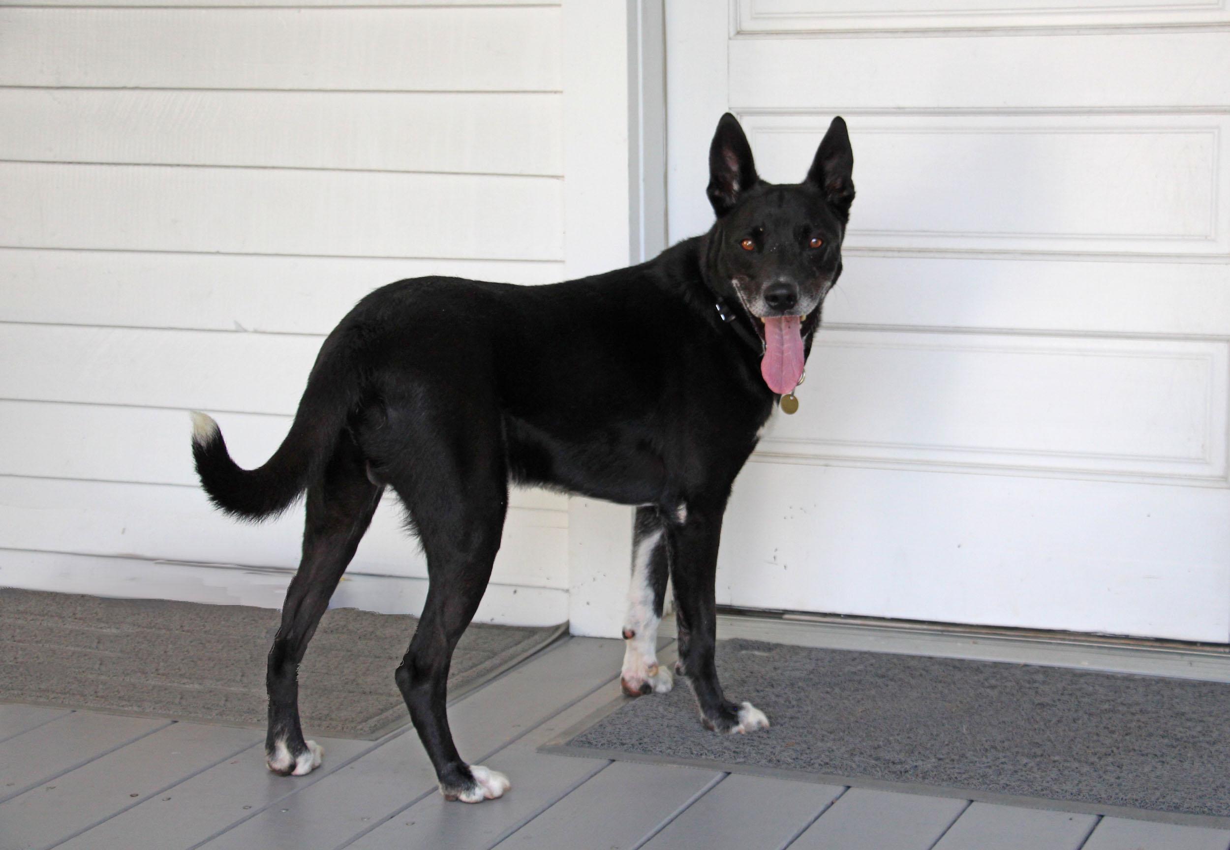 Lucca, a Adoptable mixed breed in Savannah, TN image 2/4