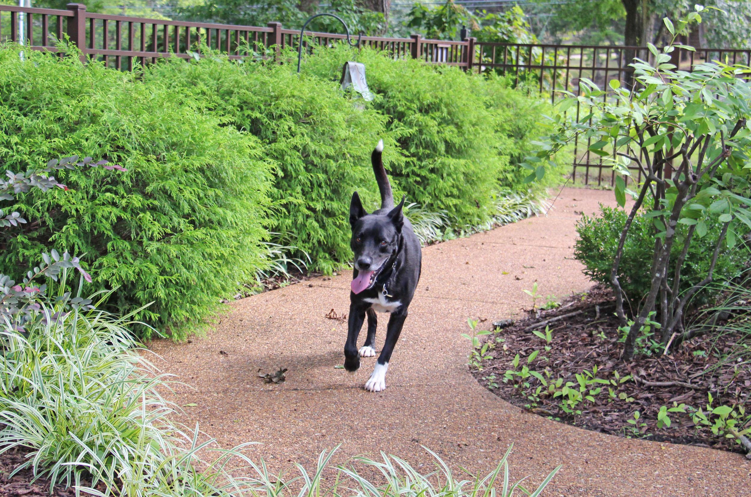 Lucca, a Adoptable mixed breed in Savannah, TN image 3/4