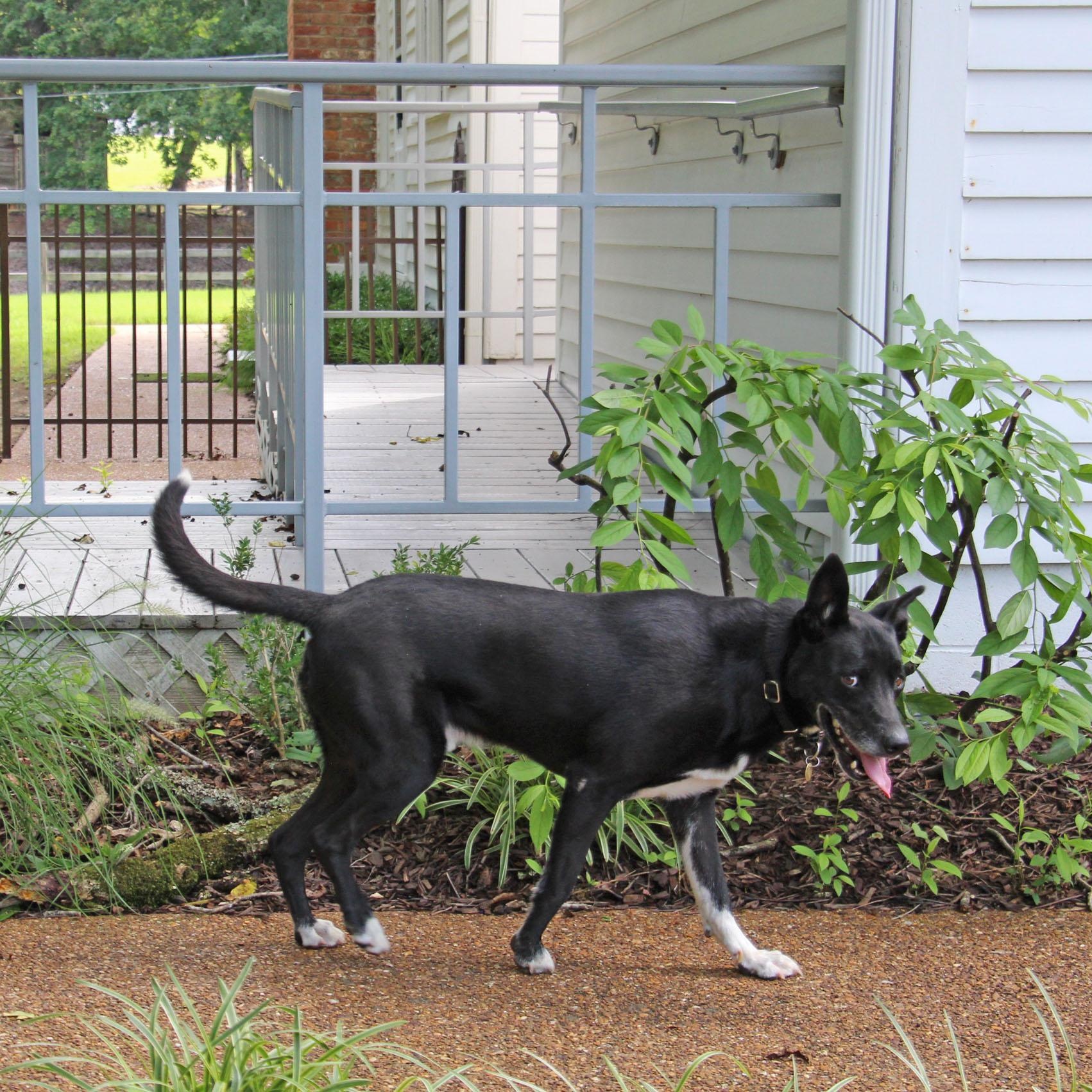 Lucca, a Adoptable mixed breed in Savannah, TN image 1/4