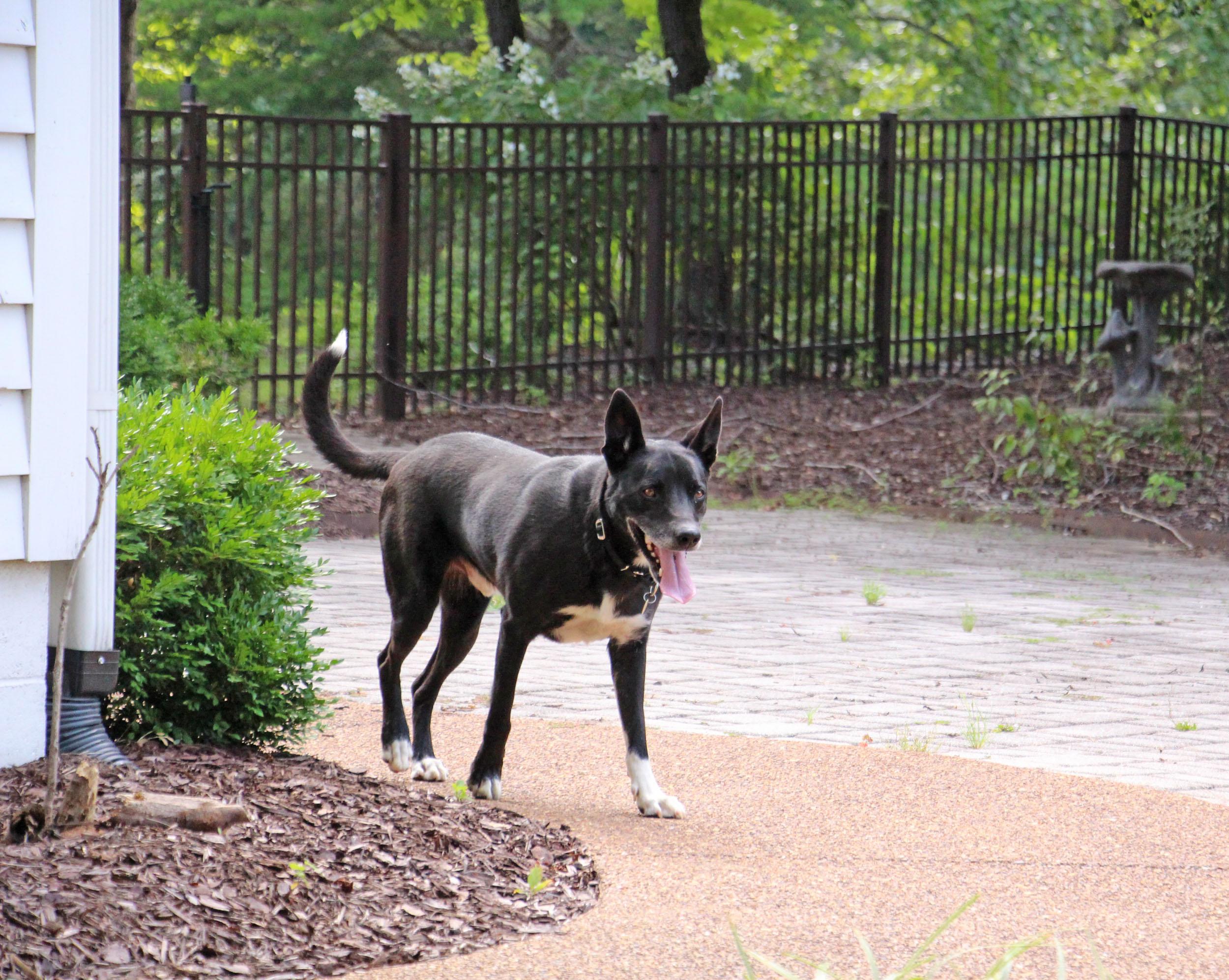Lucca, a Adoptable mixed breed in Savannah, TN image 4/4