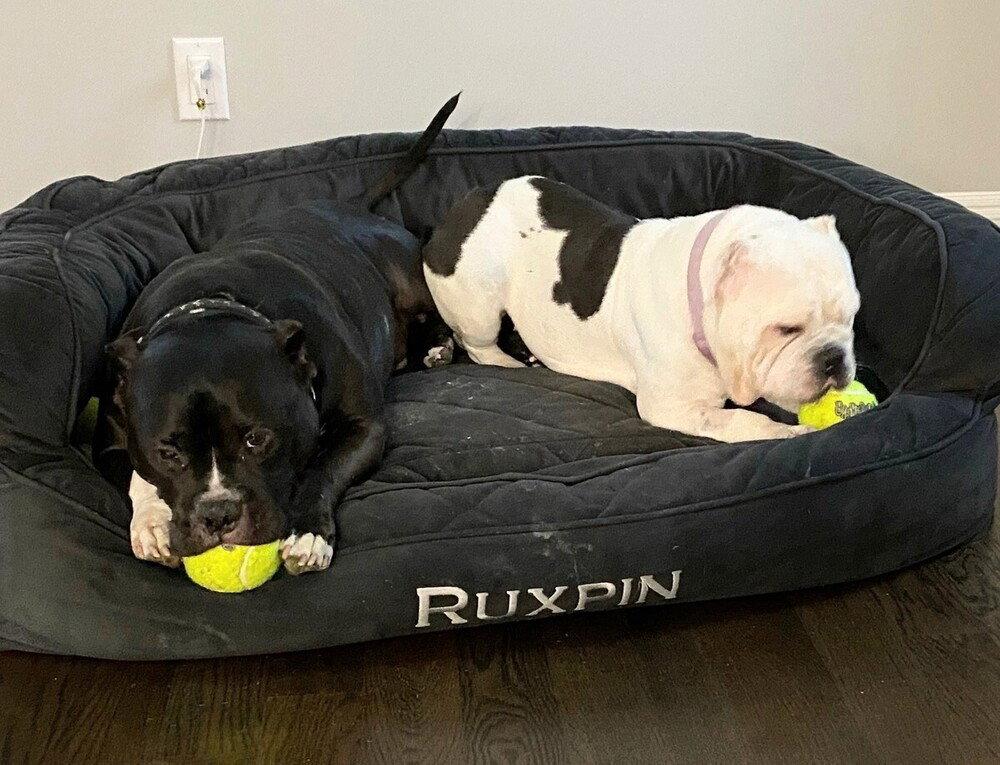 Ruxpin, Adoptable, Senior Male Pit Bull Terrier.