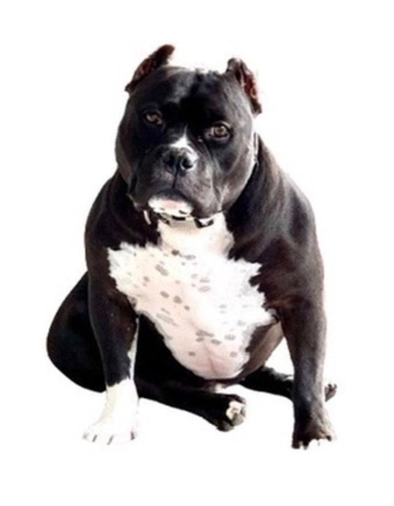 Ruxpin, a Adoptable Pit Bull Terrier in Caldwell, NJ image 2/3