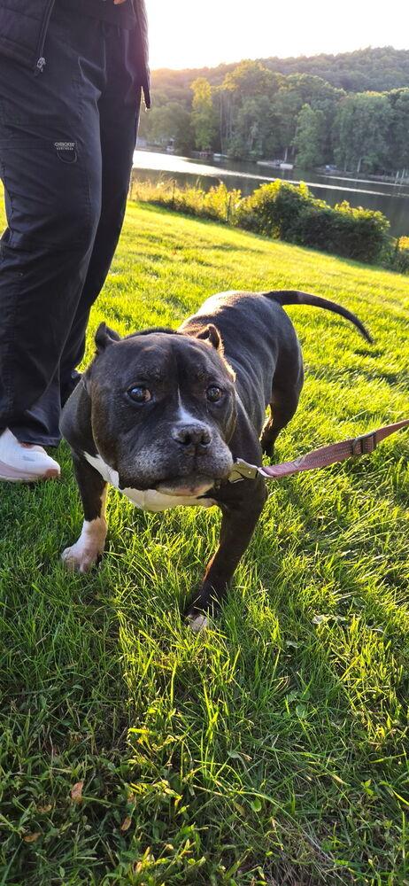 Enlarge Ruxpin, a Adoptable Pit Bull Terrier in Caldwell, NJ image 2/3