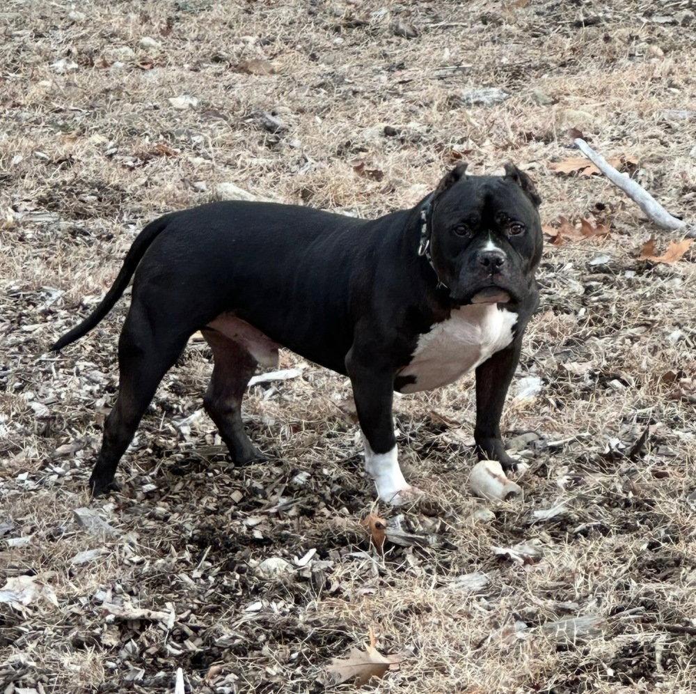 Ruxpin, a Adoptable Pit Bull Terrier in Caldwell, NJ image 3/3