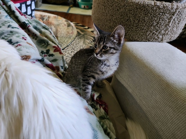 Snickers, an adopted Domestic Short Hair in Louisville, KY_image-1