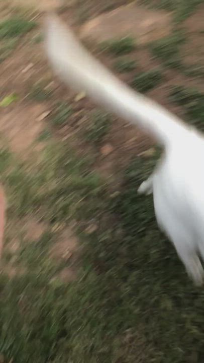 Enlarge YOGI, a Adopted mixed breed in SCOTTSDALE, AZ video 6/11