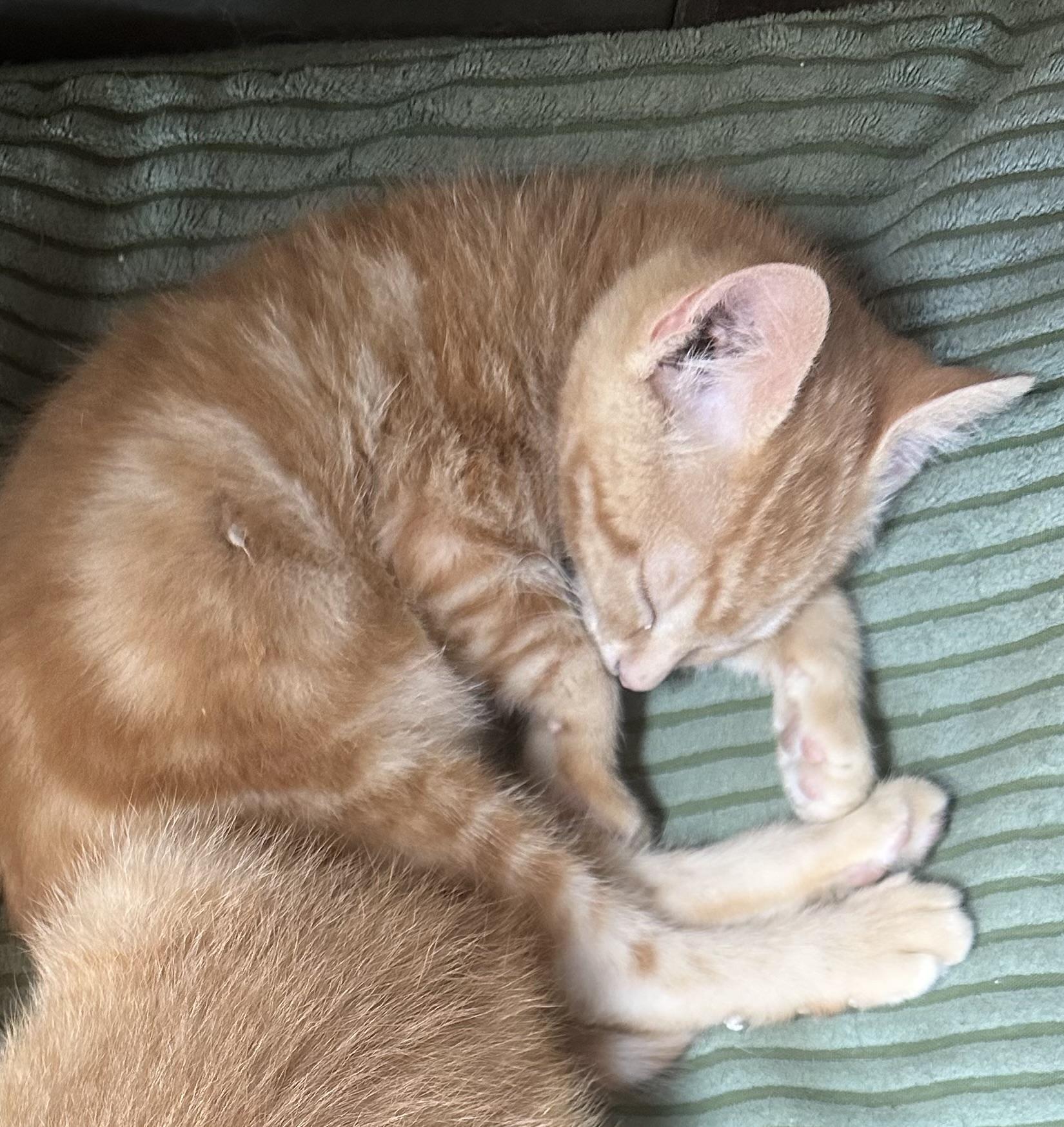 FireFly, Adoptable, Kitten Female Domestic Short Hair.
