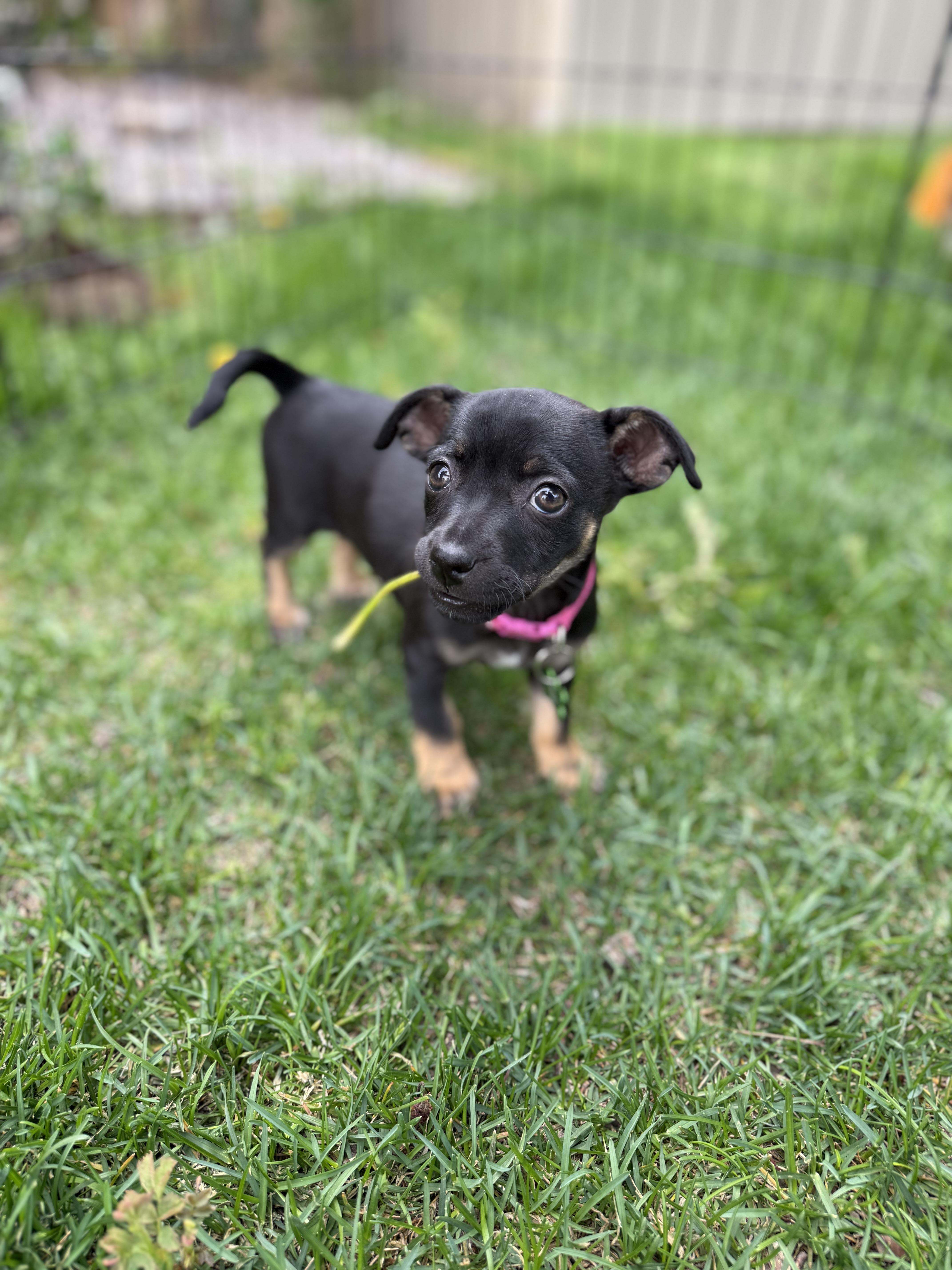 Enlarge Pancake, an adopted mixed breed in Jackson, WY image 2/6