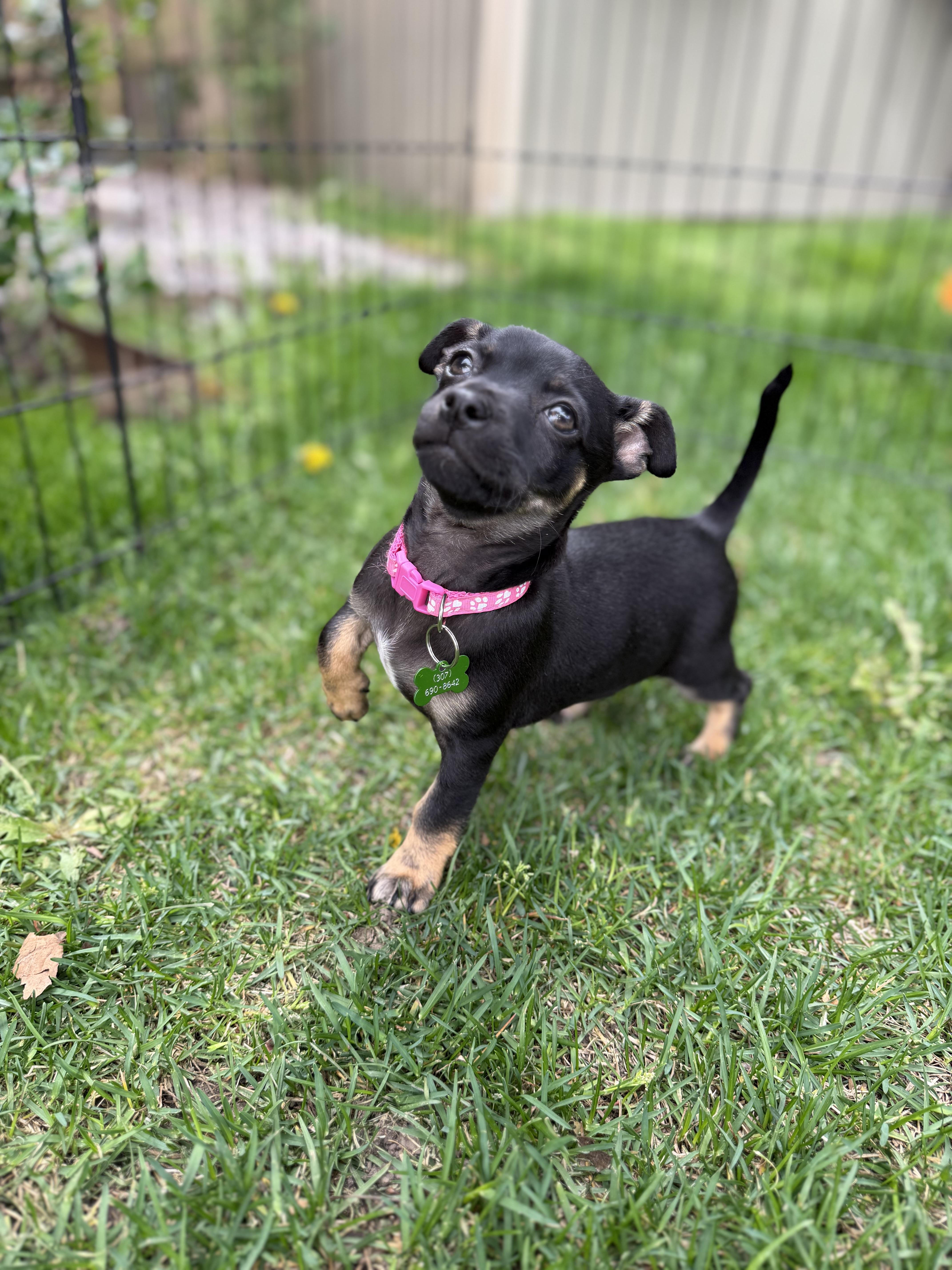 Enlarge Pancake, an adopted mixed breed in Jackson, WY image 6/6
