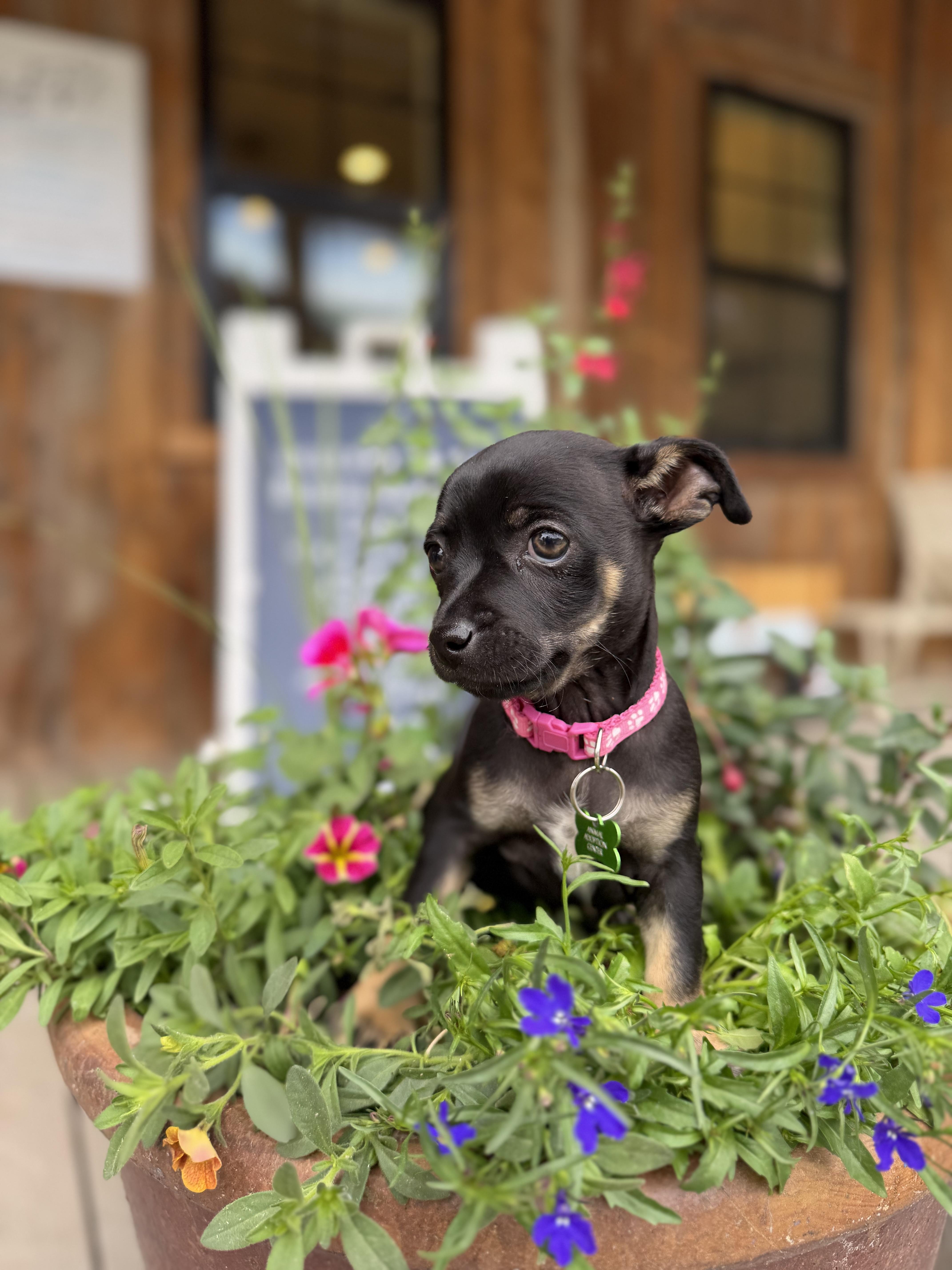 Enlarge Pancake, an adopted mixed breed in Jackson, WY image 1/6
