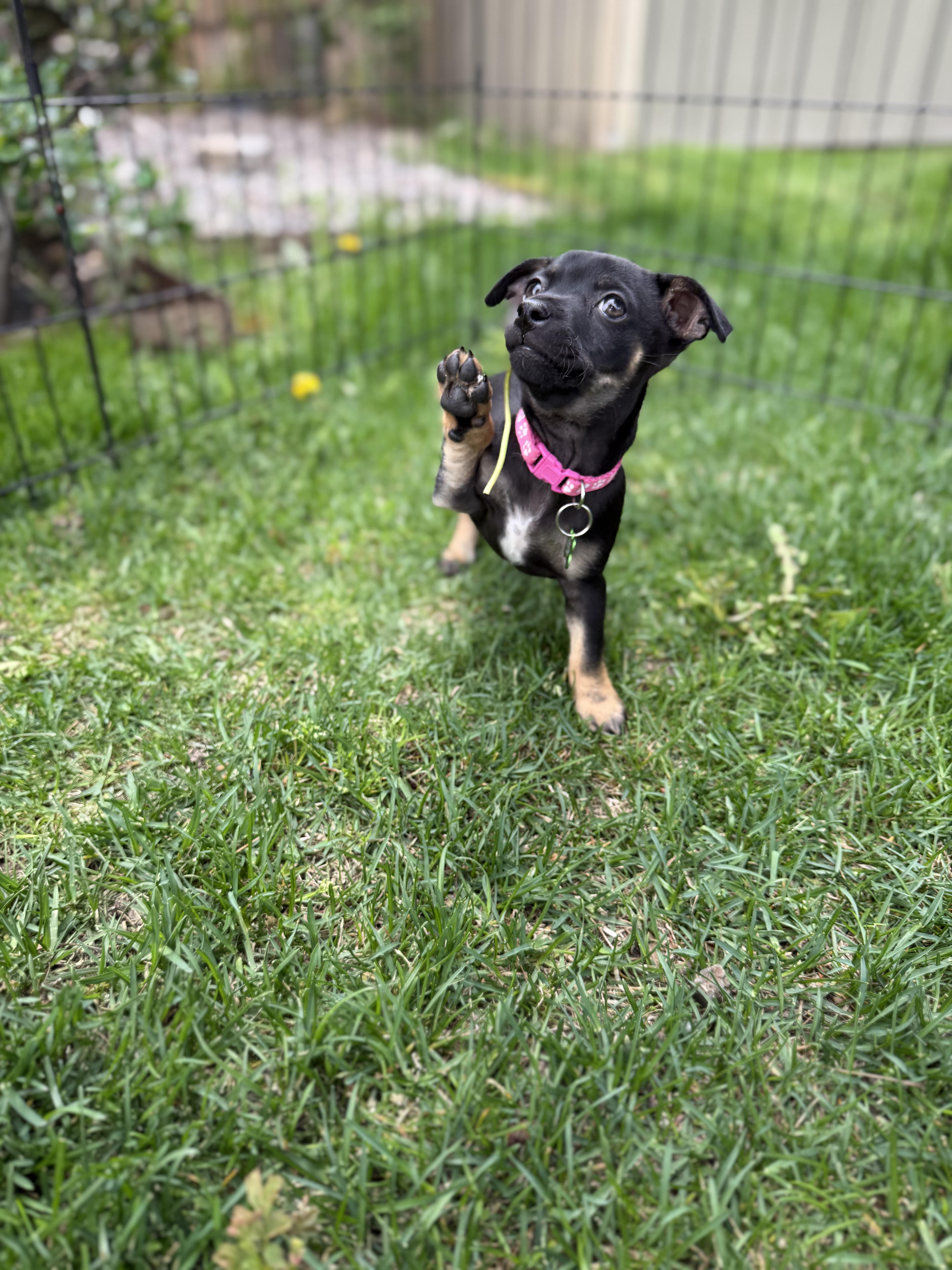 Enlarge Pancake, an adopted mixed breed in Jackson, WY image 4/6