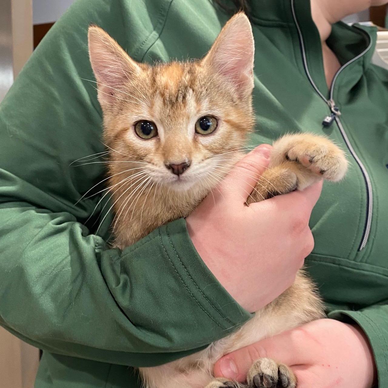 Enlarge Kirby, a ADOPTABLE mixed breed in Dickinson, ND image 1/1
