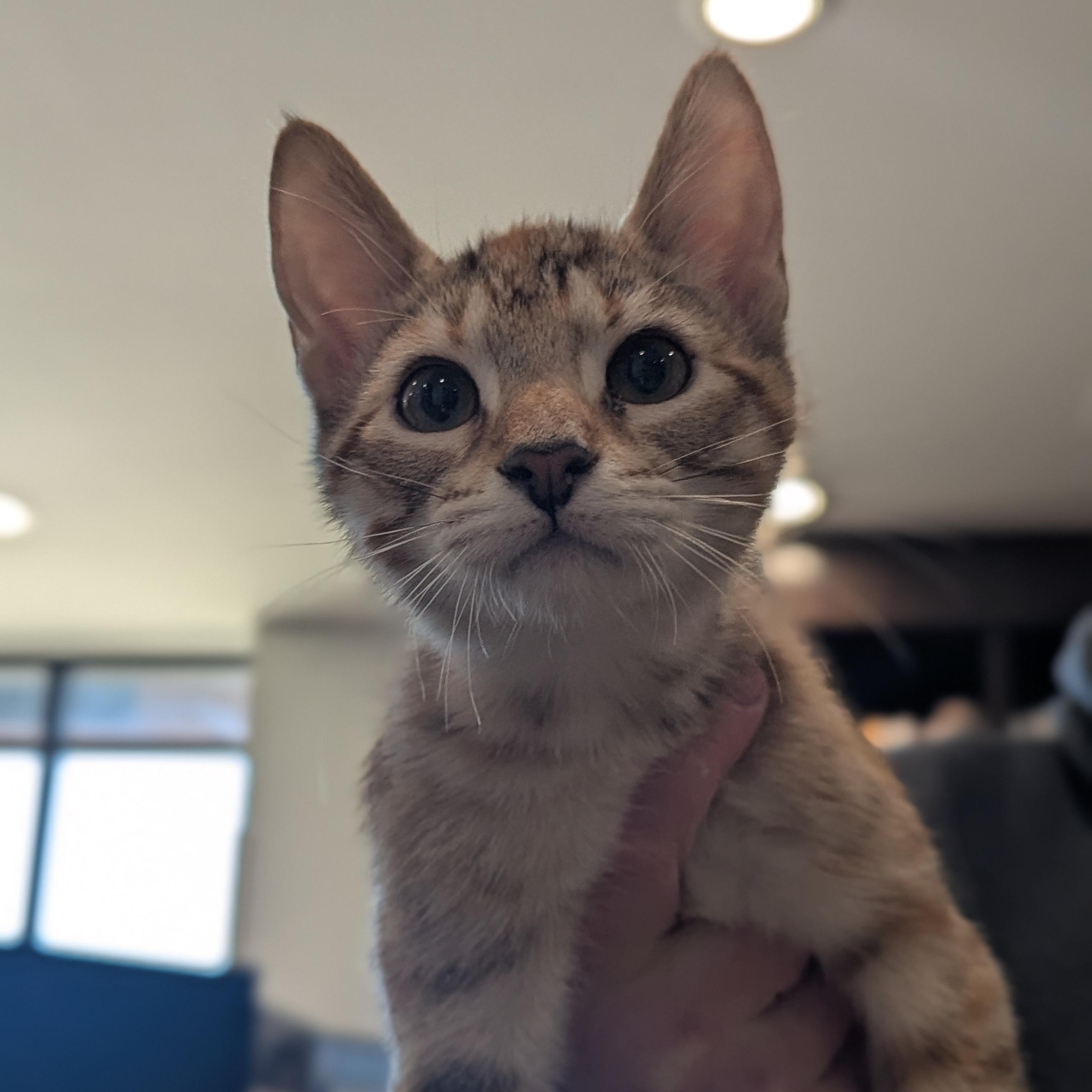 Kirby, ADOPTABLE, Kitten Female Domestic Short Hair.