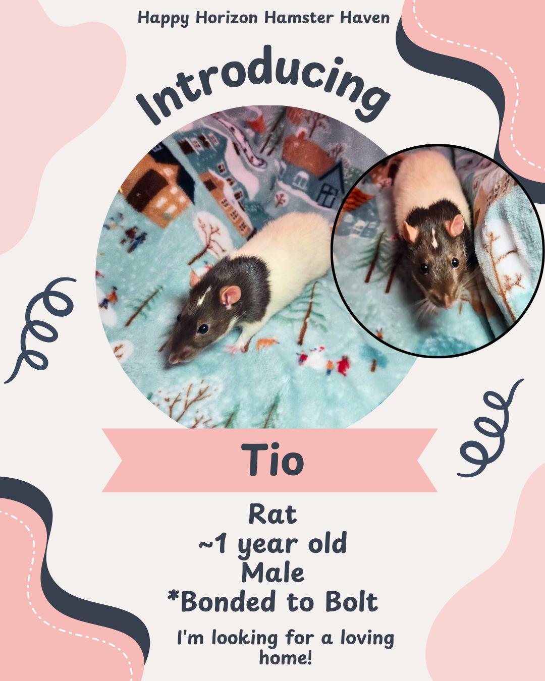 Enlarge Bolt & Tio, a ADOPTABLE Rat in West Chester, OH image 2/2