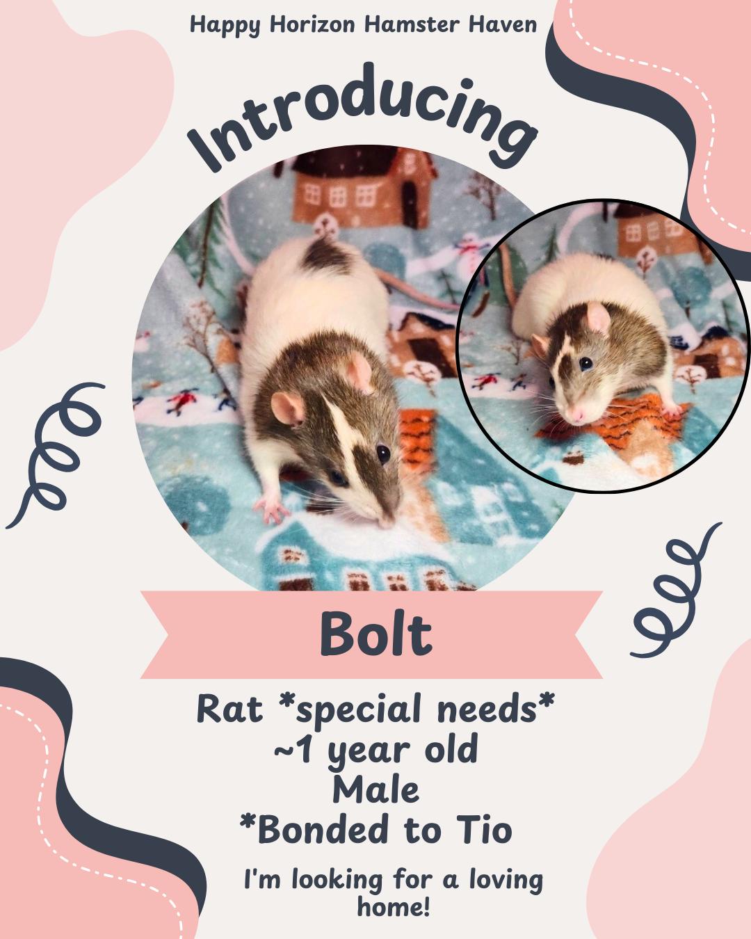 Bolt & Tio, ADOPTABLE, Adult Male Rat.