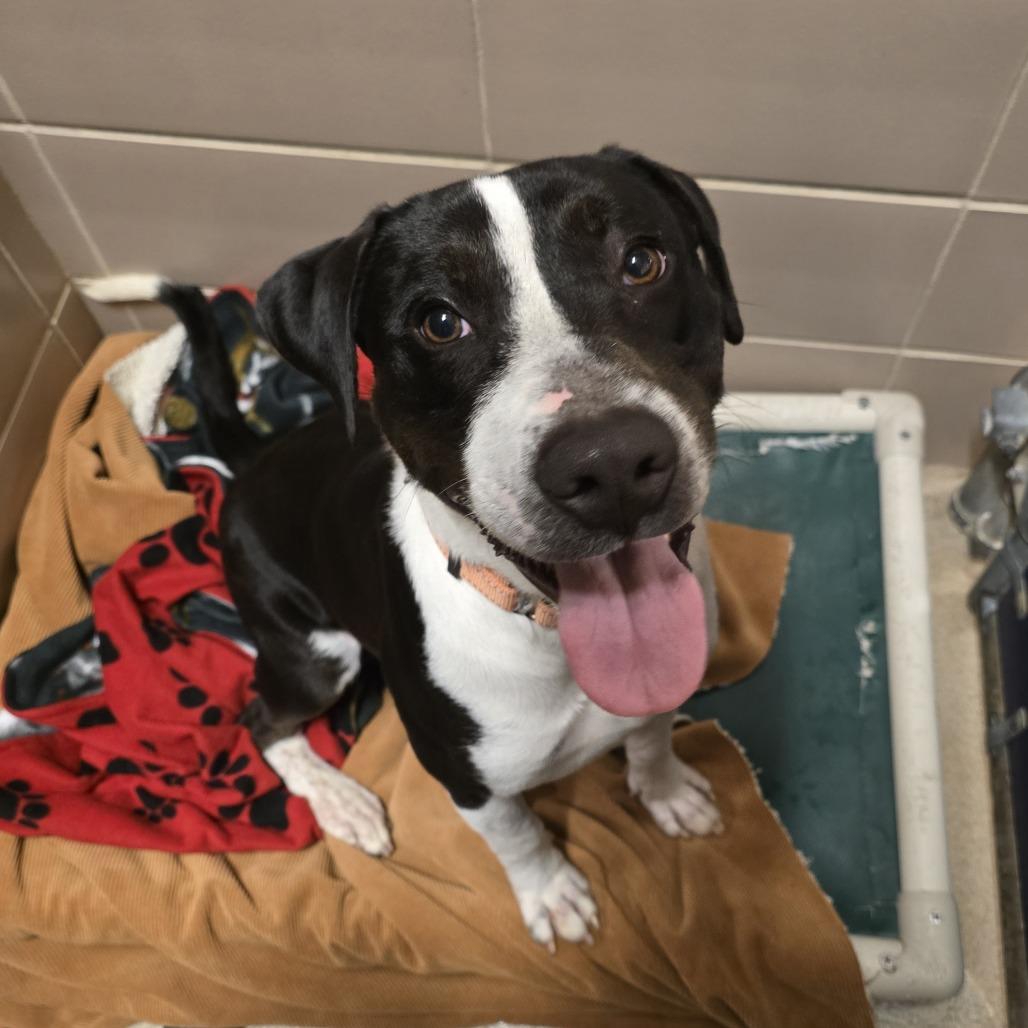 Jimmy — thumbnail 2