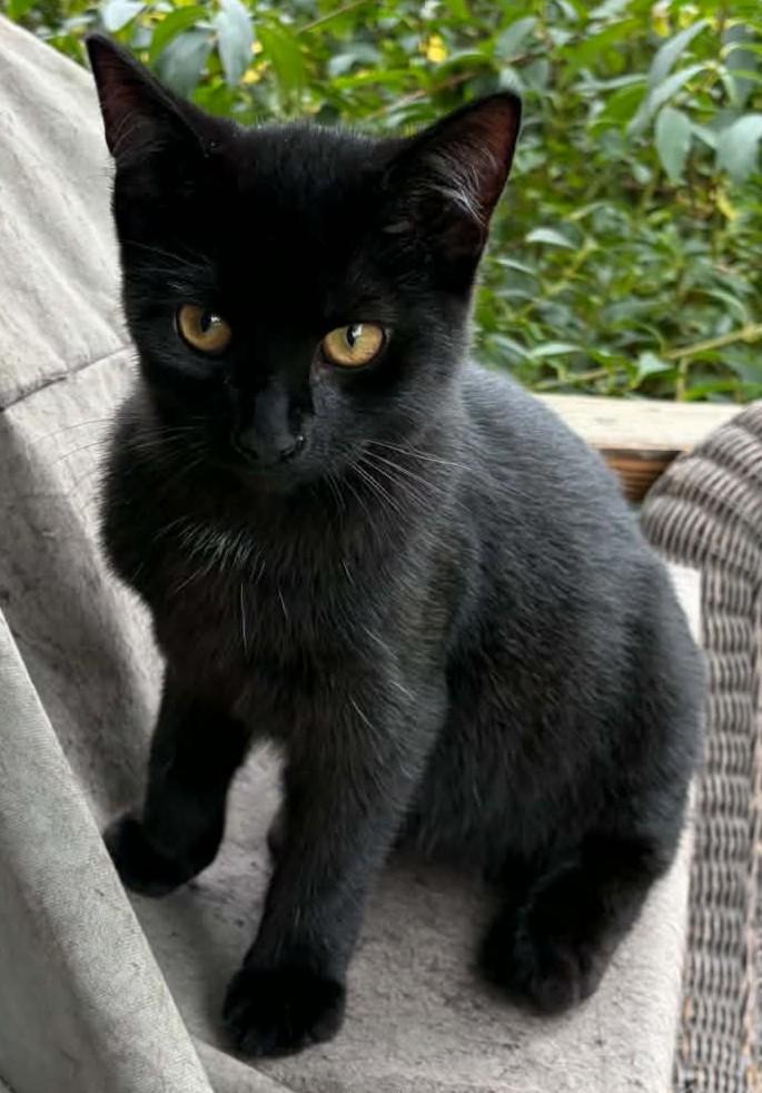Hilo, Adoptable, Kitten Male Domestic Short Hair.