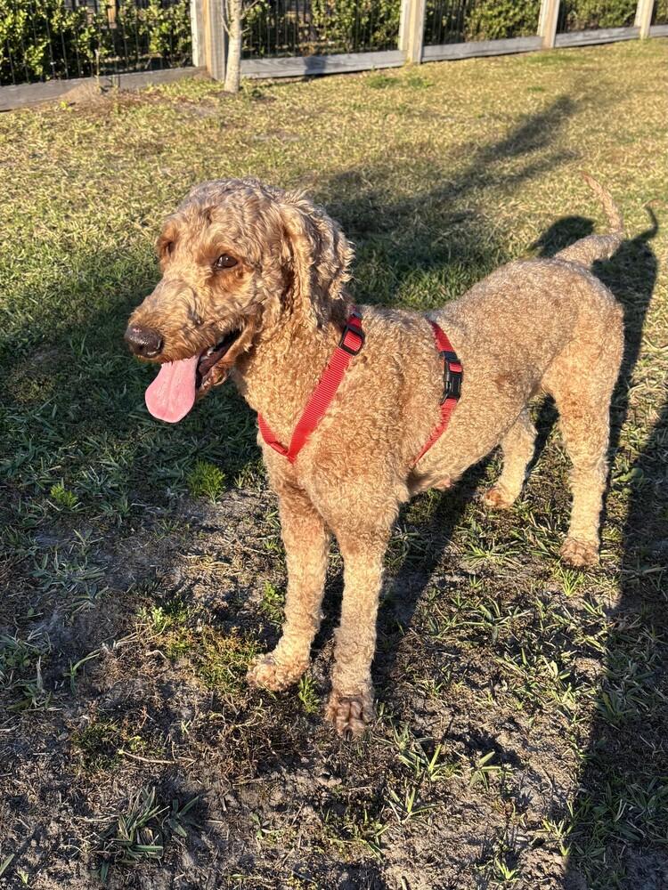 Radish, Adoptable, Adult Female Poodle.