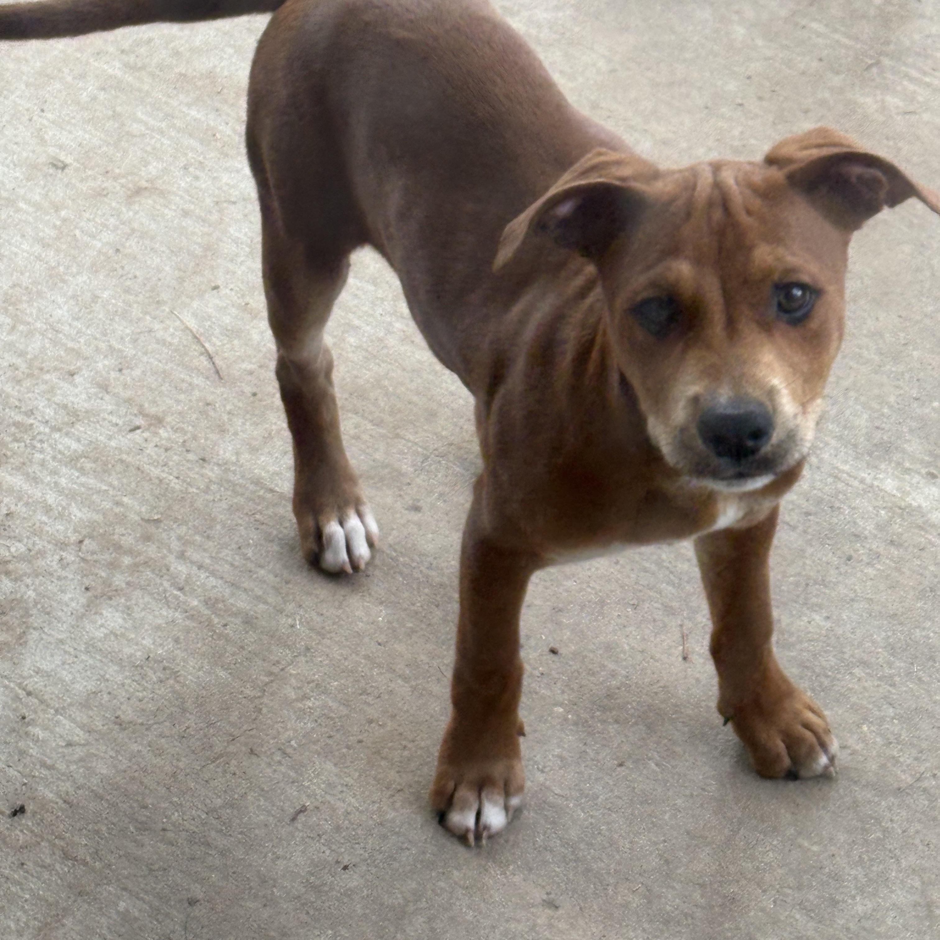 Cygnus — thumbnail 2