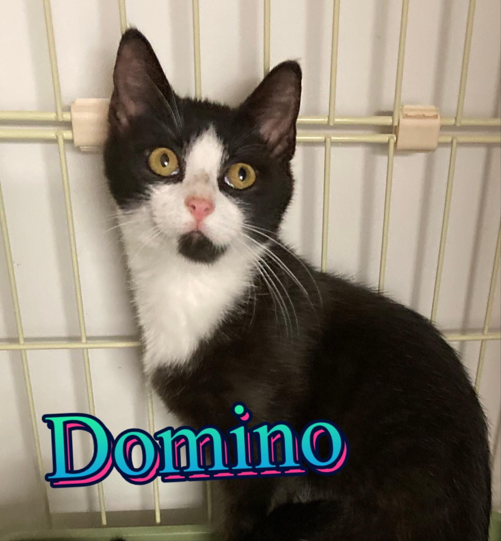 Enlarge Domino, a Adoptable mixed breed in Morganton, NC image 1/1