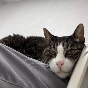 Dollar, a Adoptable Domestic Short Hair in St. Helena, CA image 2/6