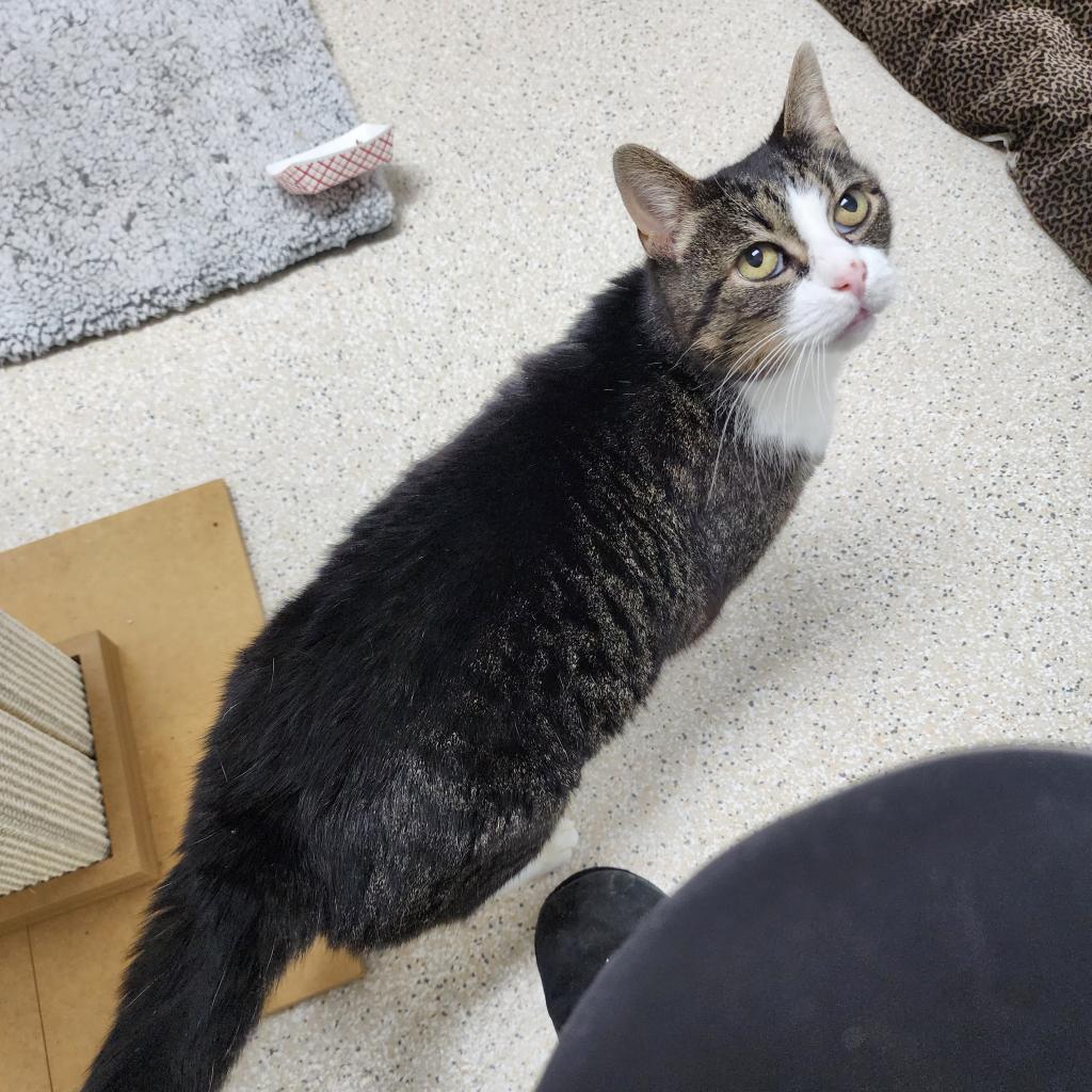 Enlarge Dollar, a Adoptable Domestic Short Hair in St. Helena, CA image 3/6