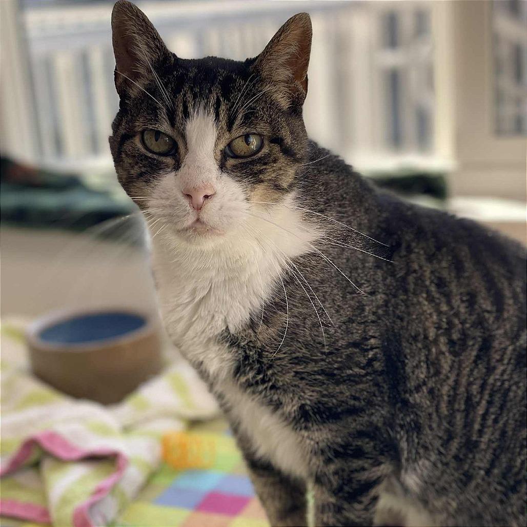 Dollar, a Adoptable Domestic Short Hair in St. Helena, CA image 3/6