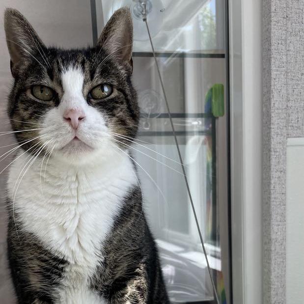 Enlarge Dollar, a Adoptable Domestic Short Hair in St. Helena, CA image 5/6