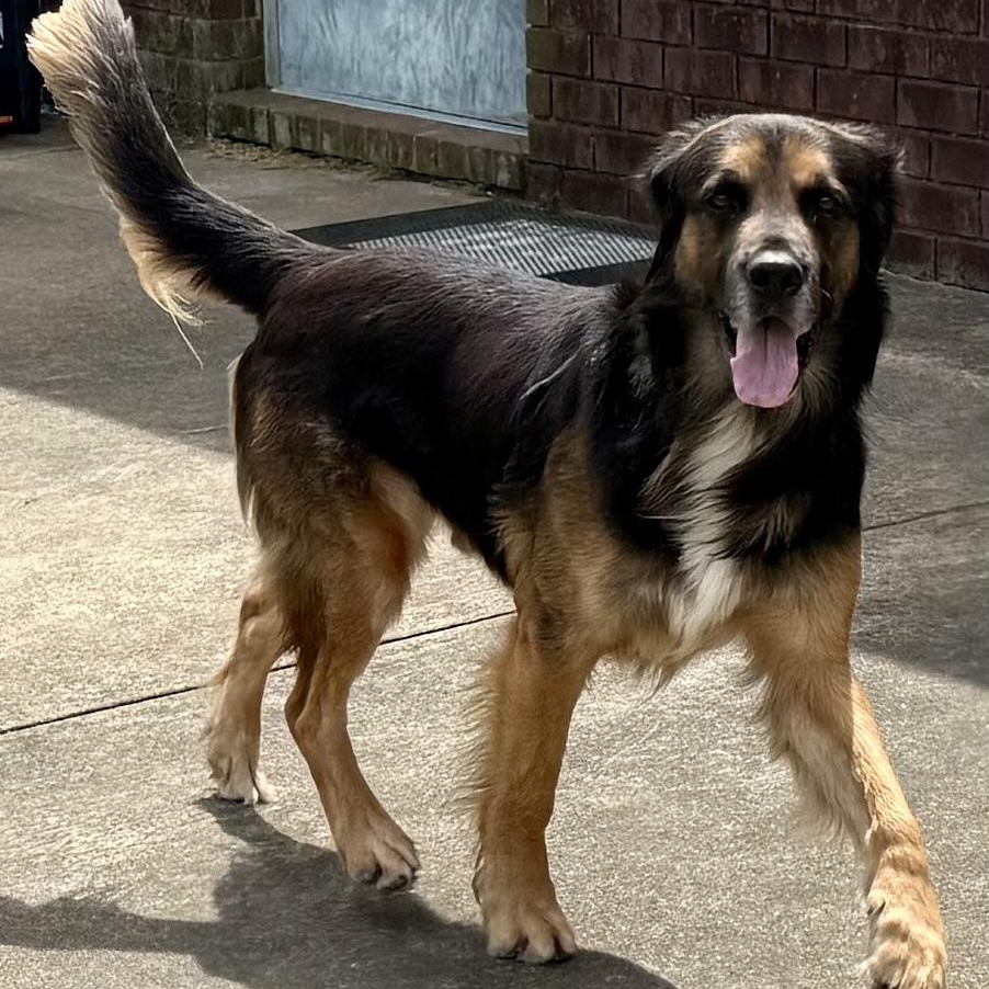 Enlarge Argiro, a ADOPTABLE mixed breed in New Canaan, CT image 6/6